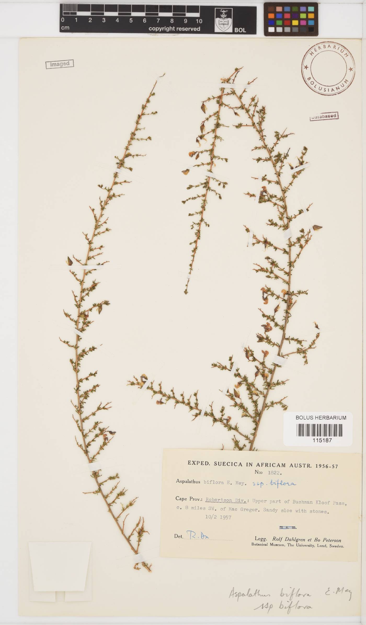 Aspalathus biflora subsp. biflora image