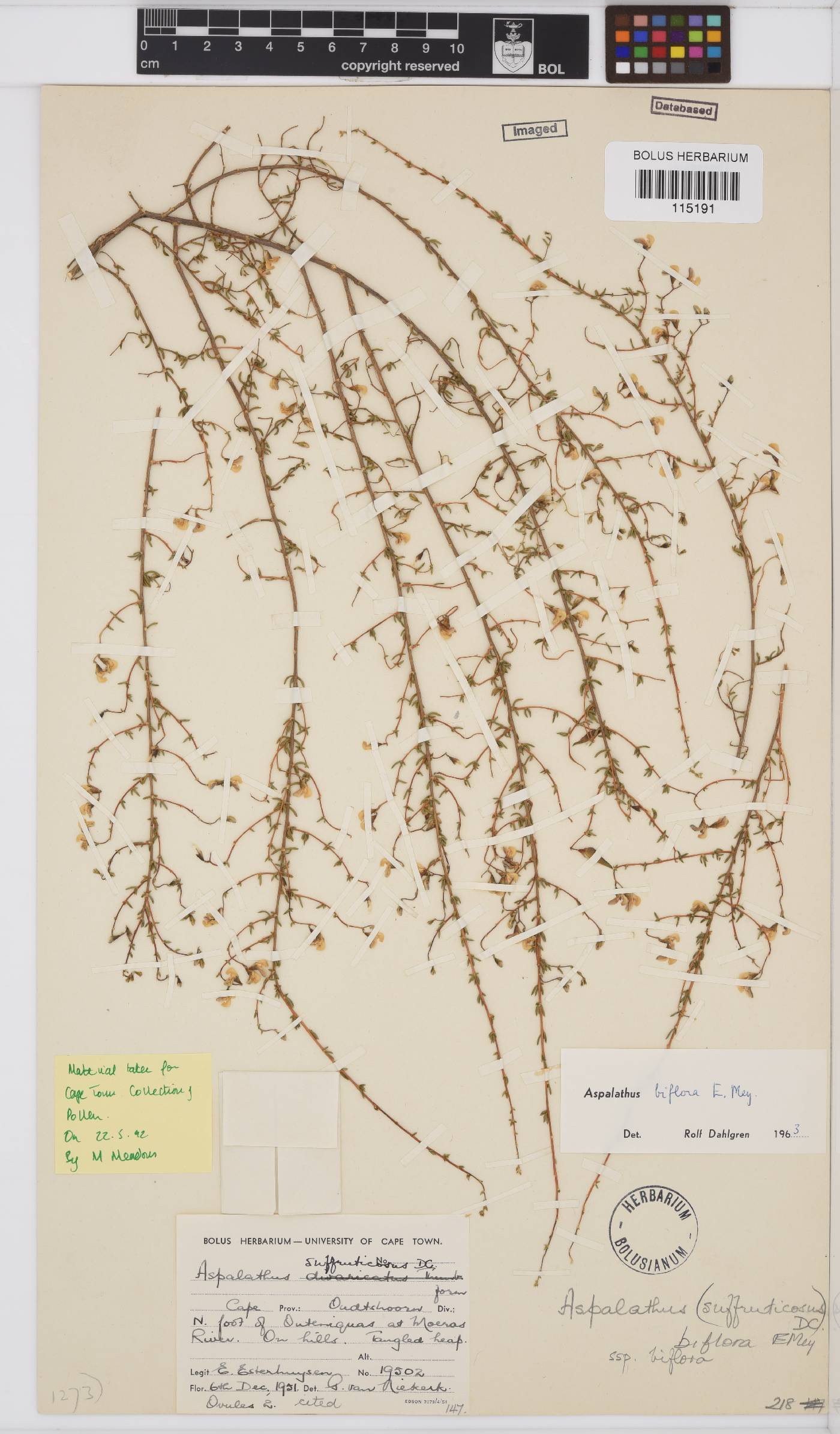 Aspalathus biflora image