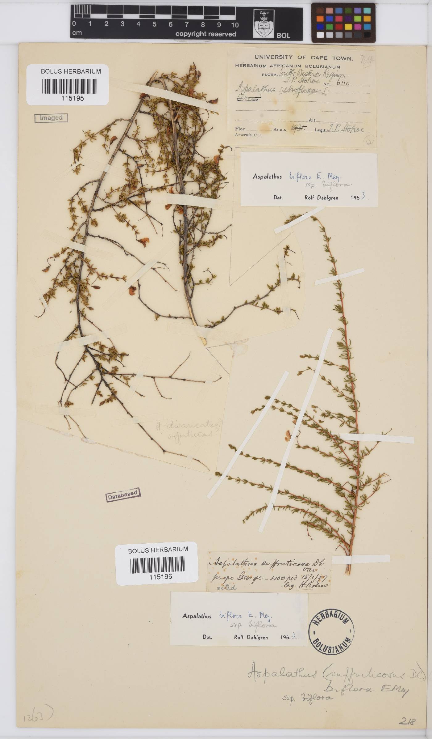 Aspalathus biflora image