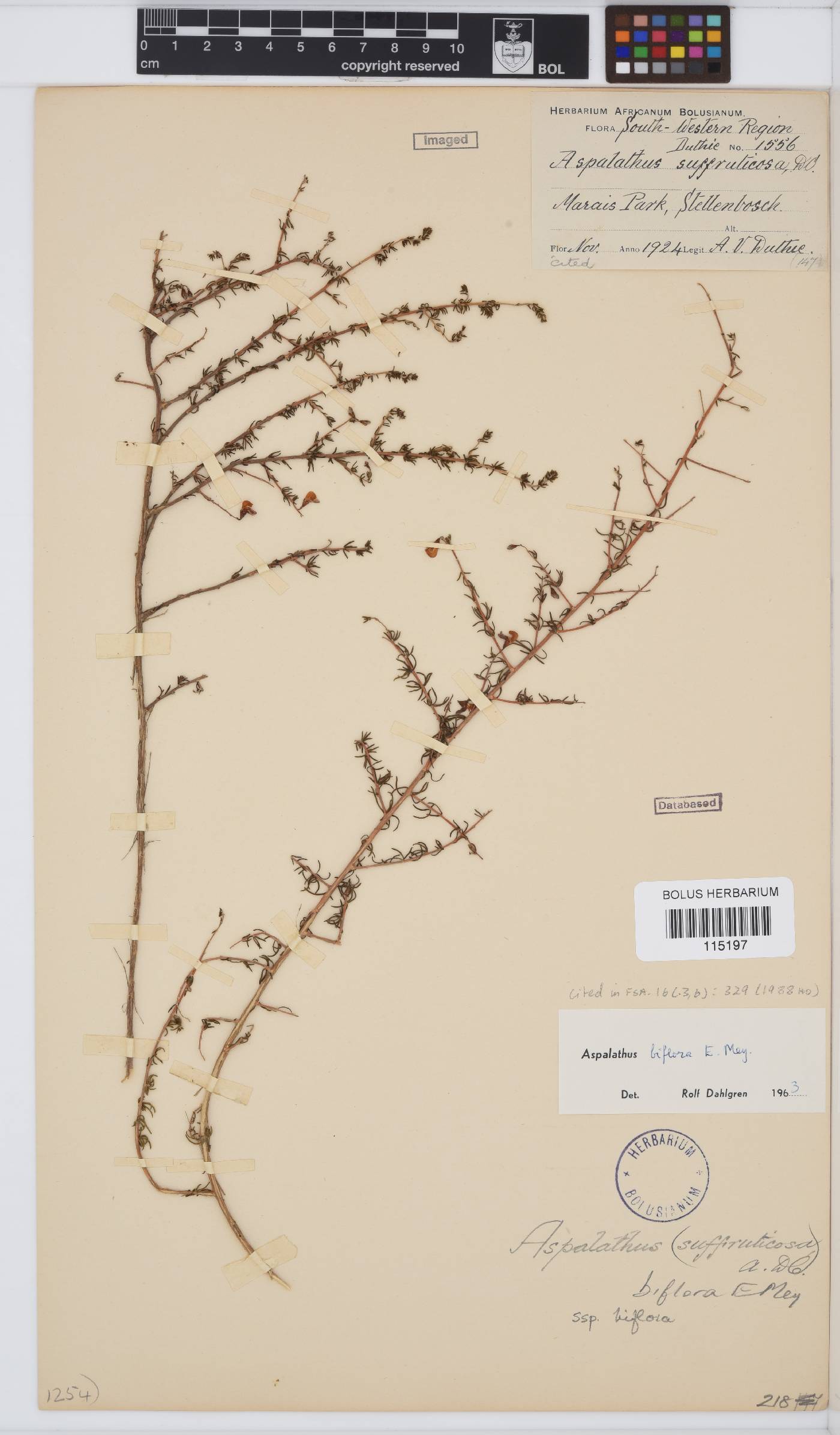 Aspalathus biflora image