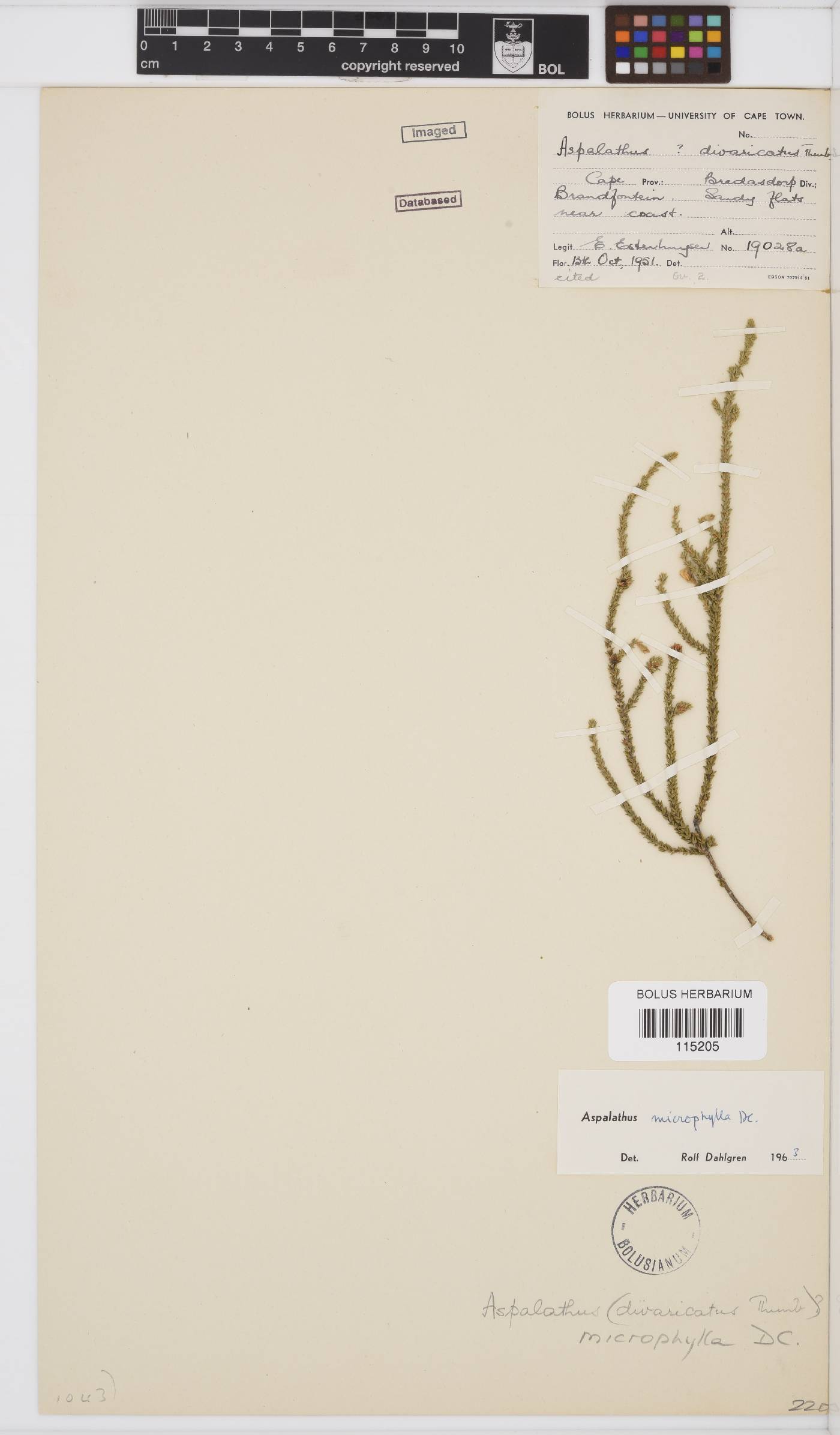 Aspalathus microphylla image