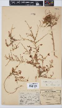 Aspalathus acicularis subsp. acicularis image