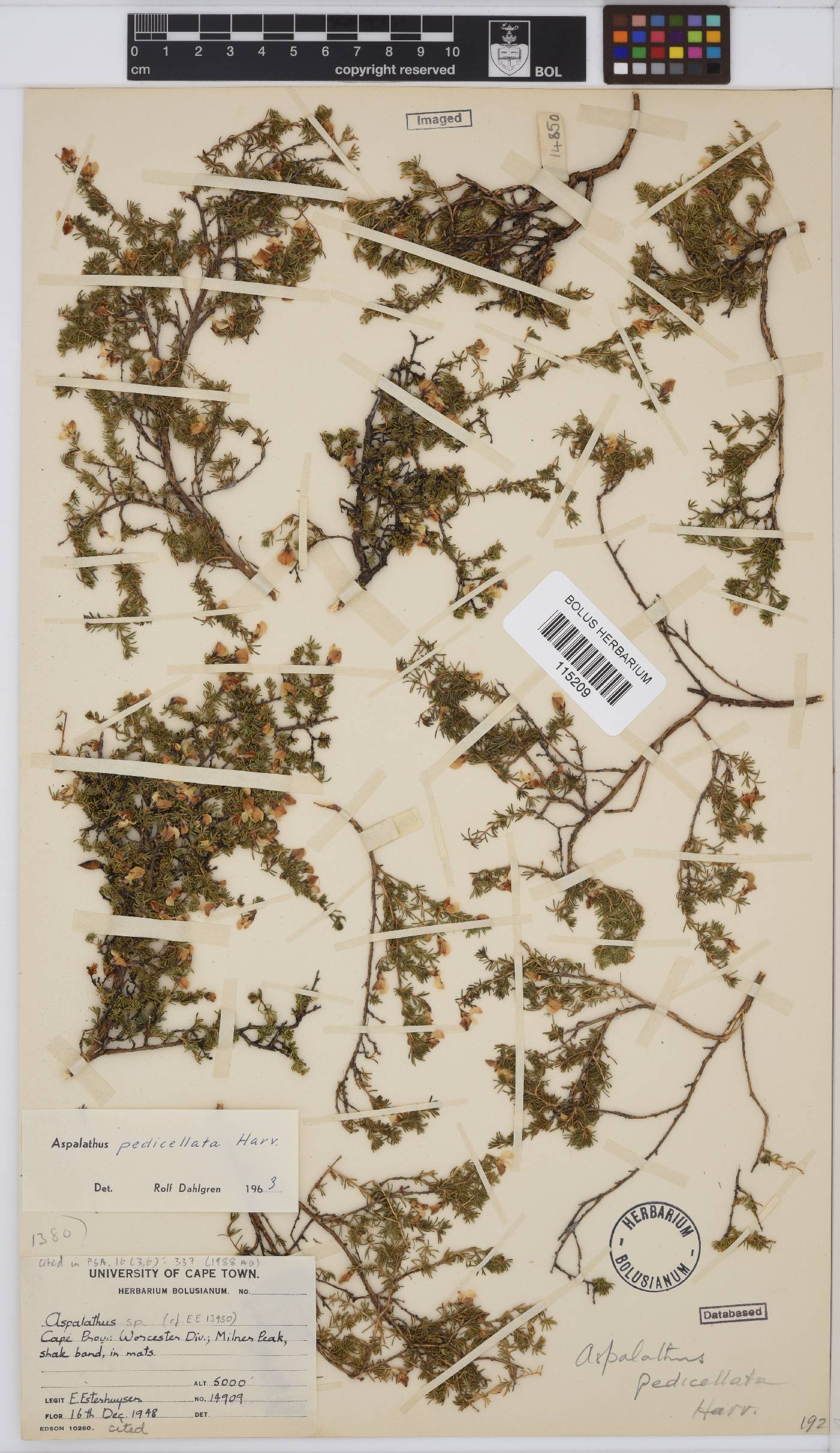 Aspalathus pedicellata image