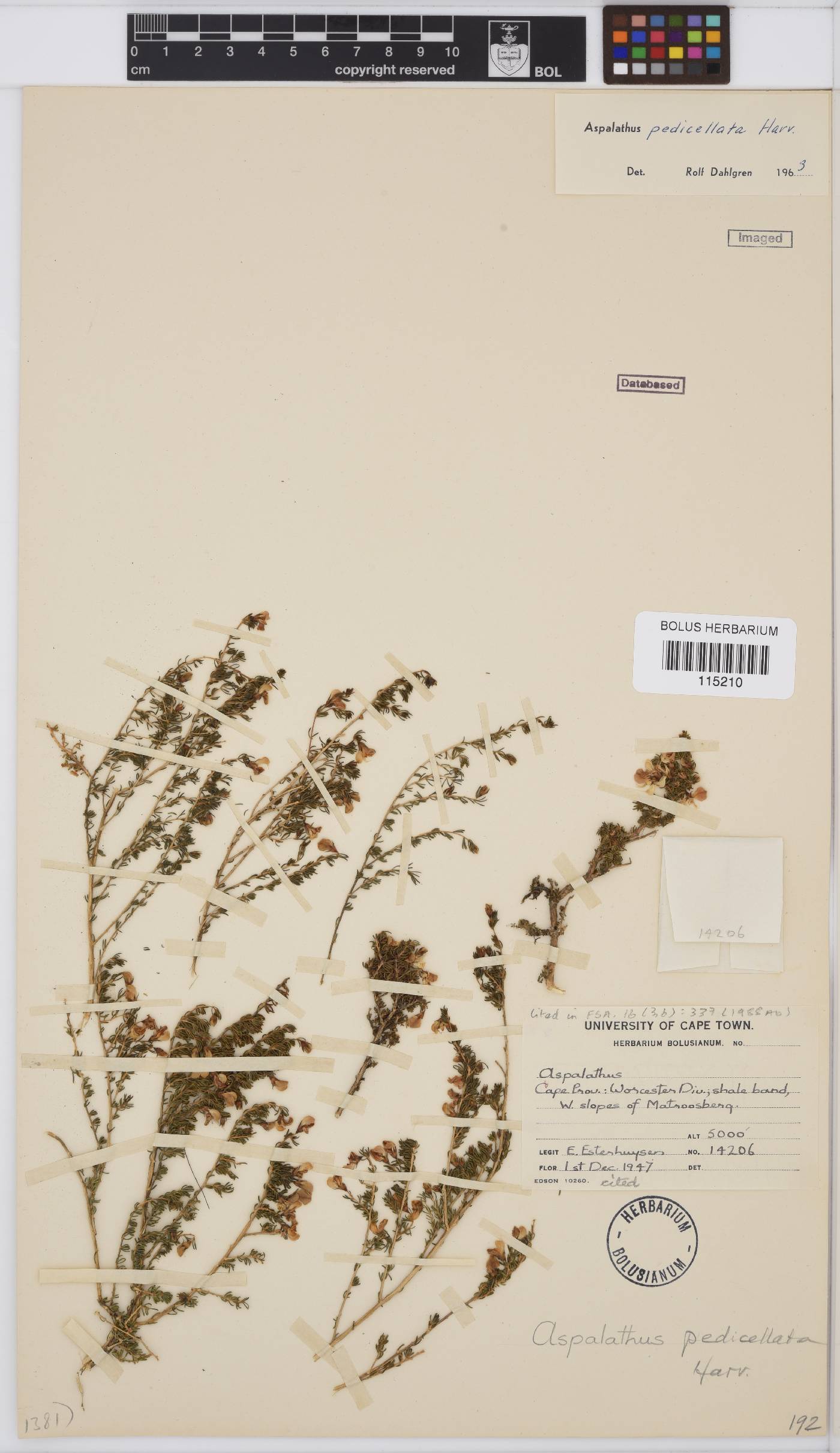 Aspalathus pedicellata image