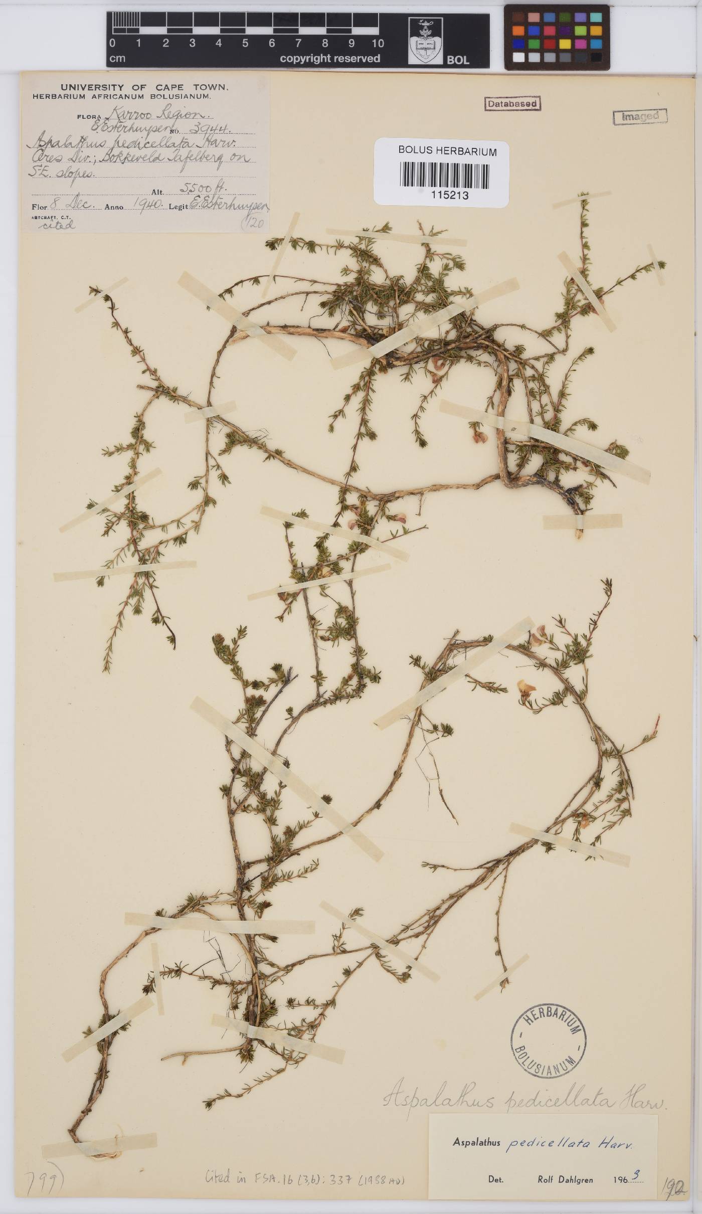 Aspalathus pedicellata image