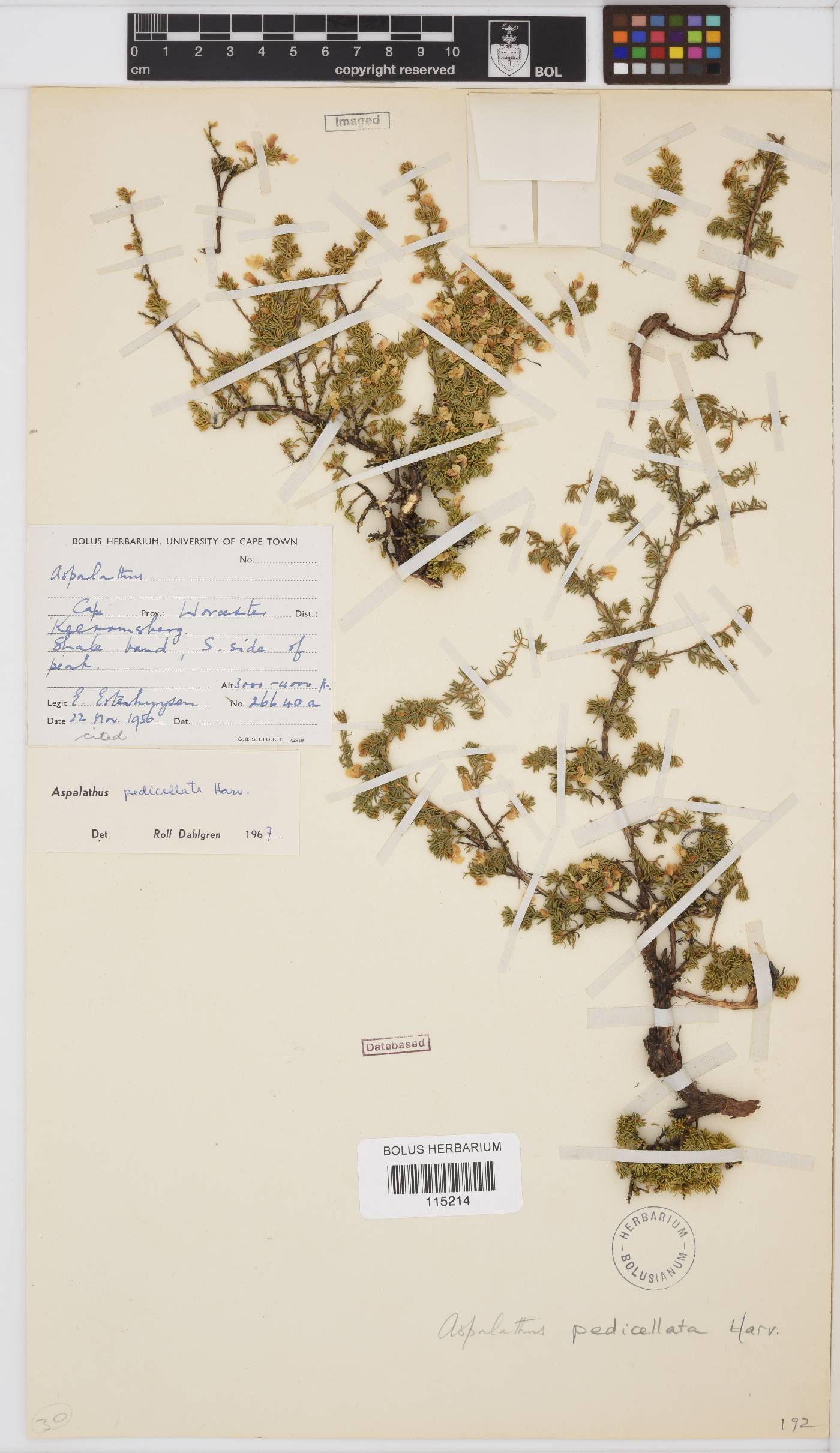 Aspalathus pedicellata image