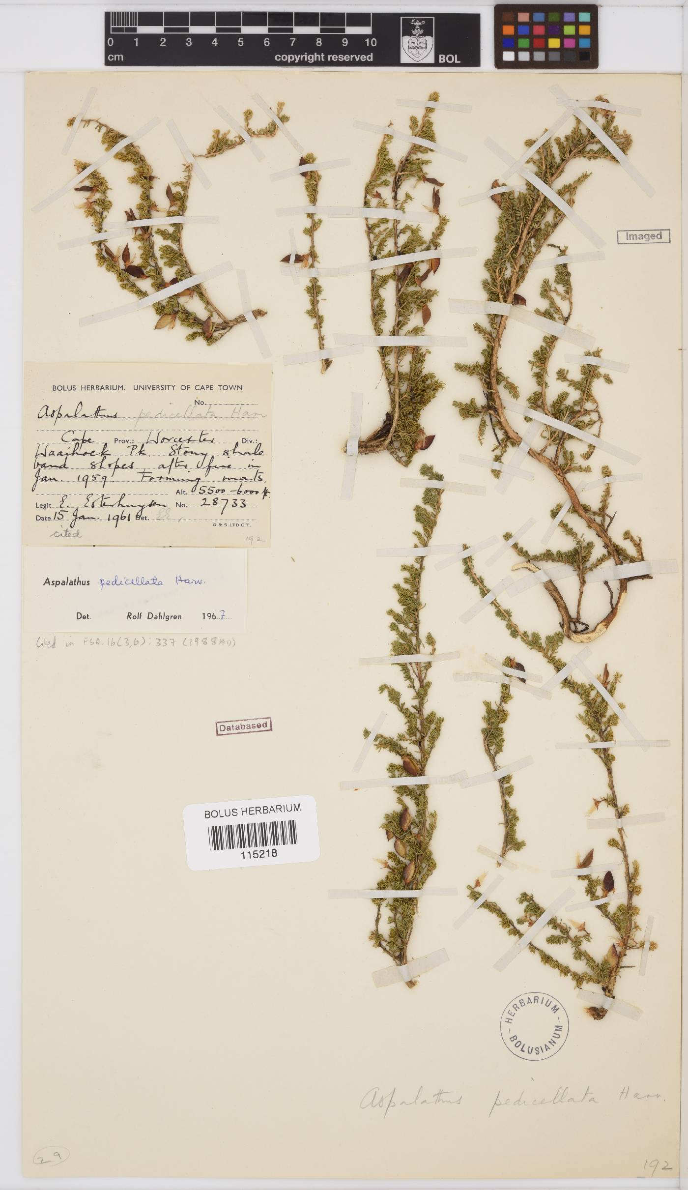 Aspalathus pedicellata image