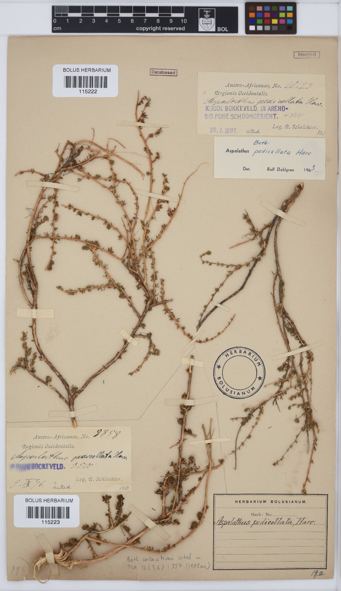 Aspalathus pedicellata image