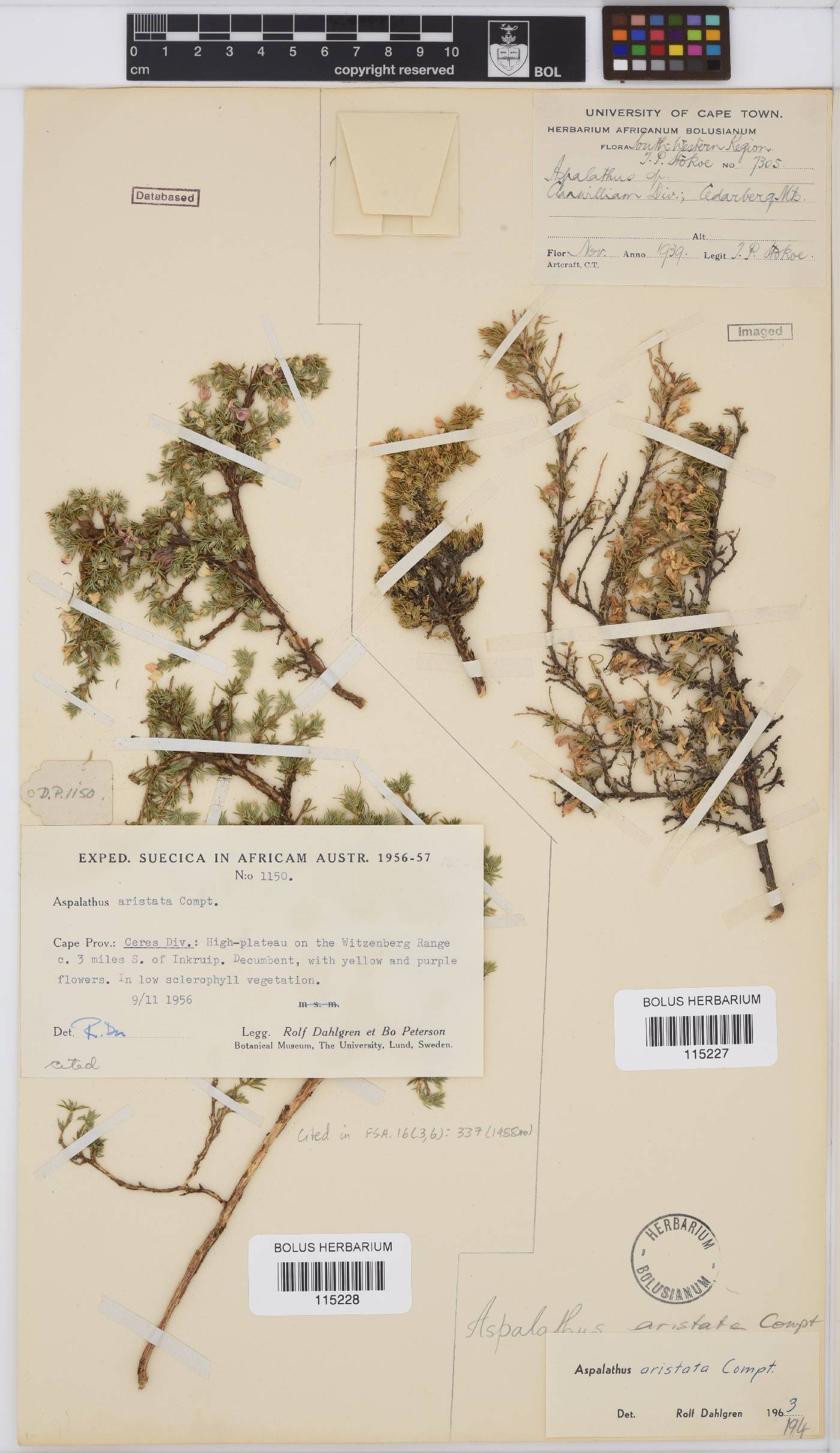 Aspalathus aristata image