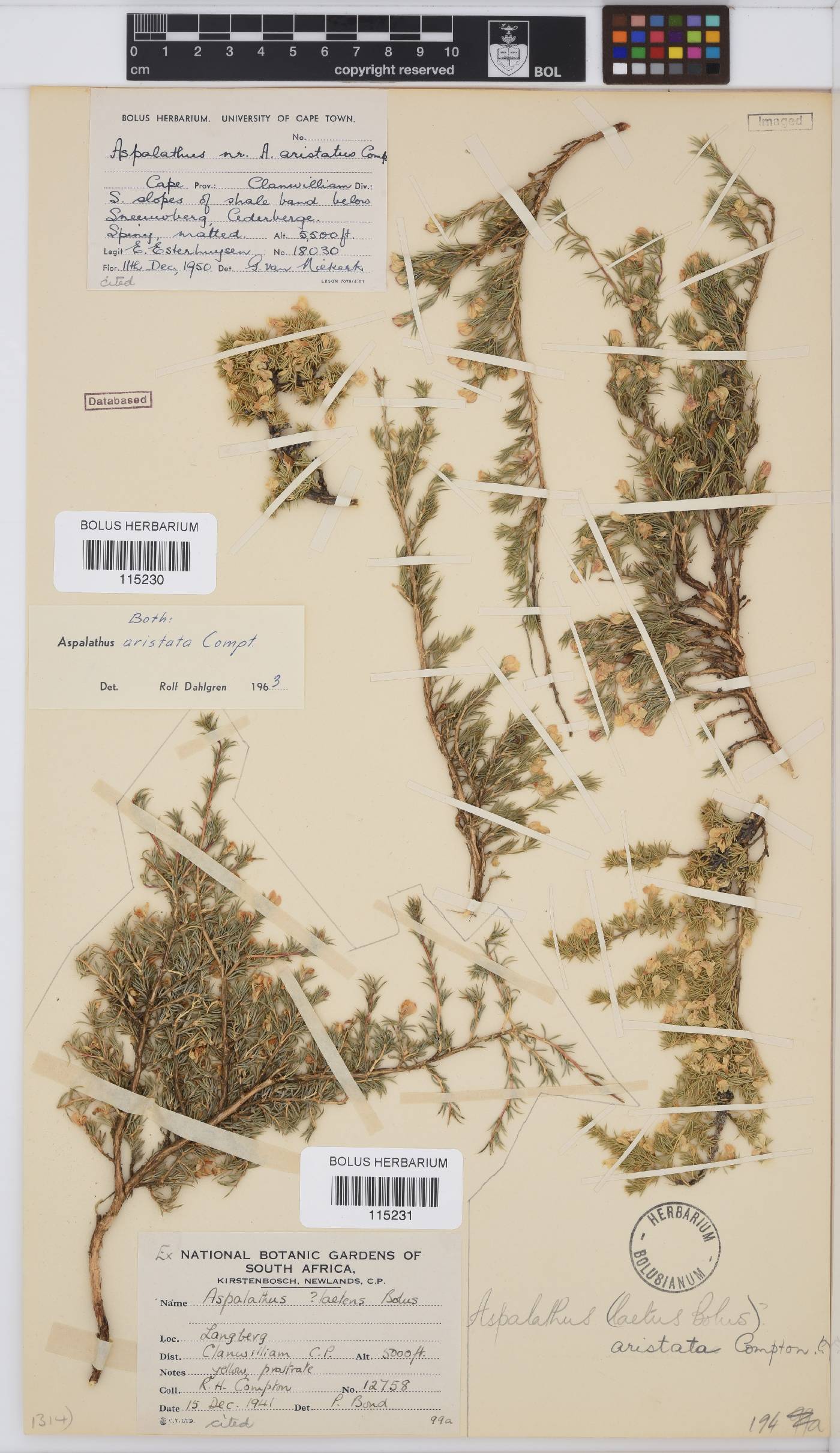 Aspalathus aristata image