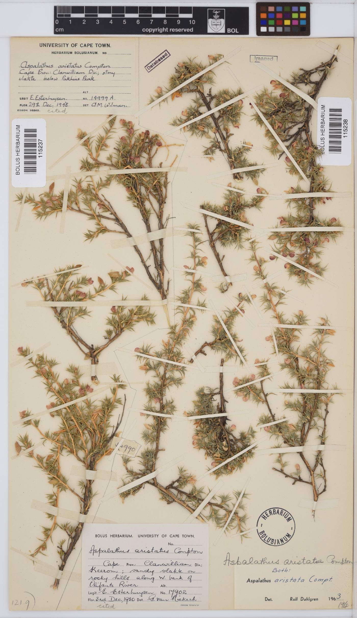 Aspalathus aristata image