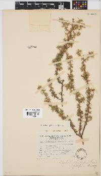 Aspalathus rigidifolia image