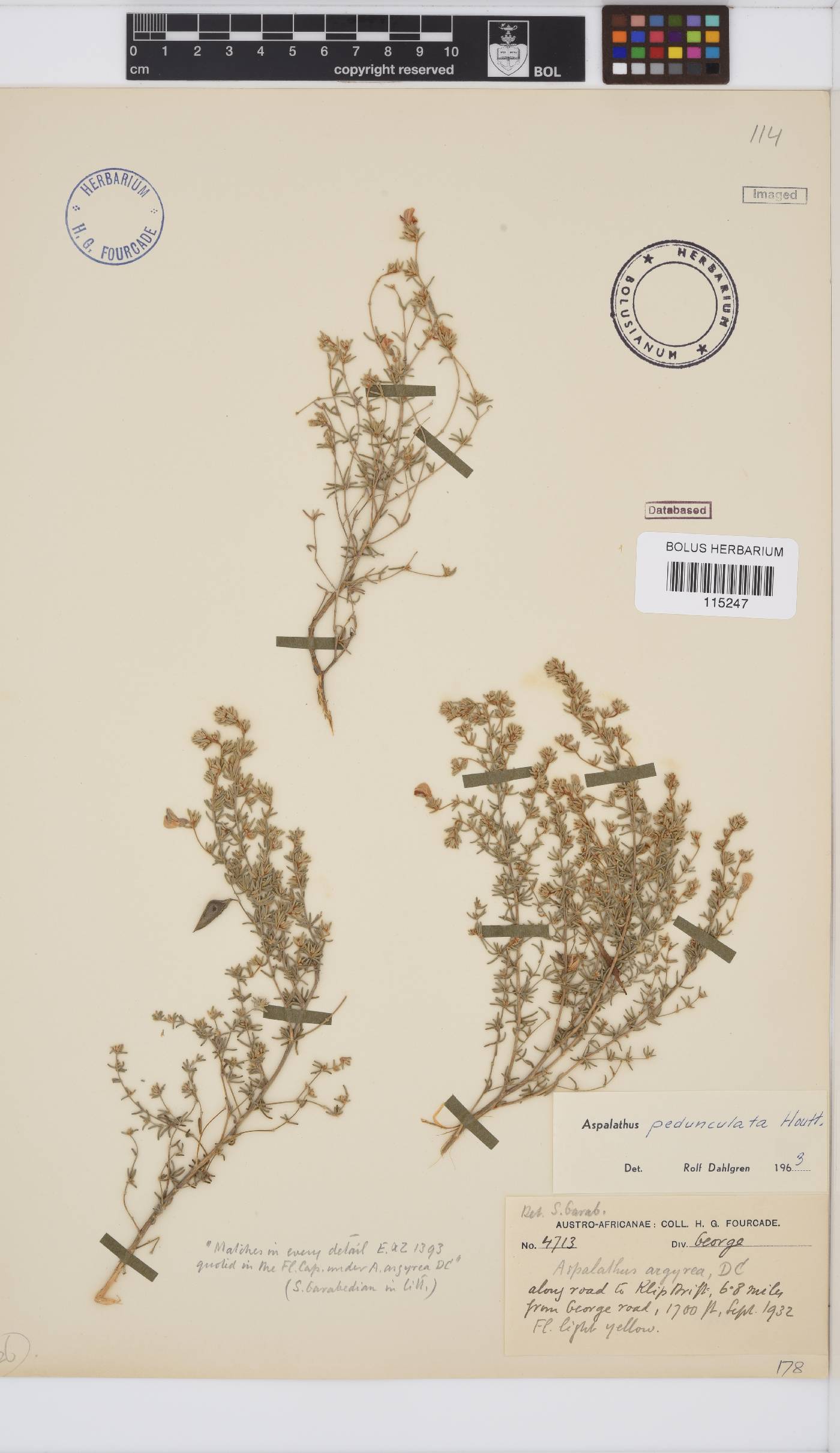 Aspalathus pedunculata image