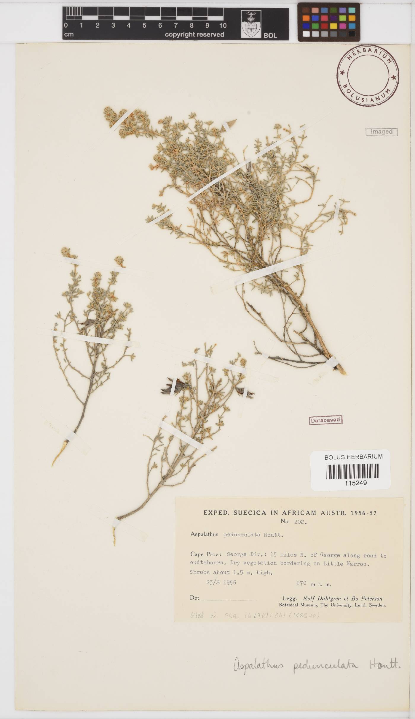 Aspalathus pedunculata image