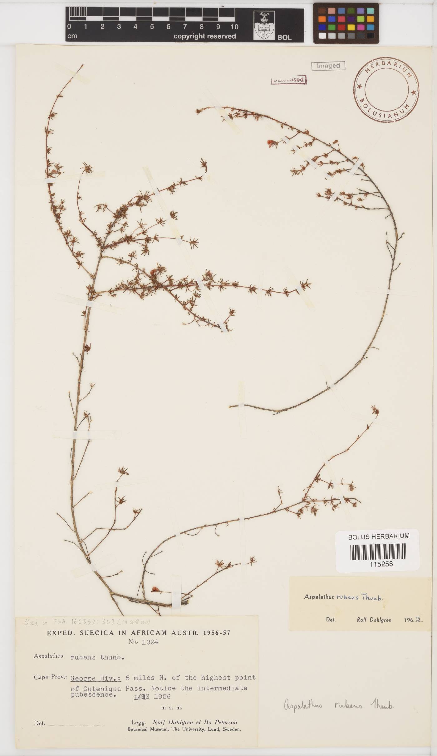 Aspalathus rubens image