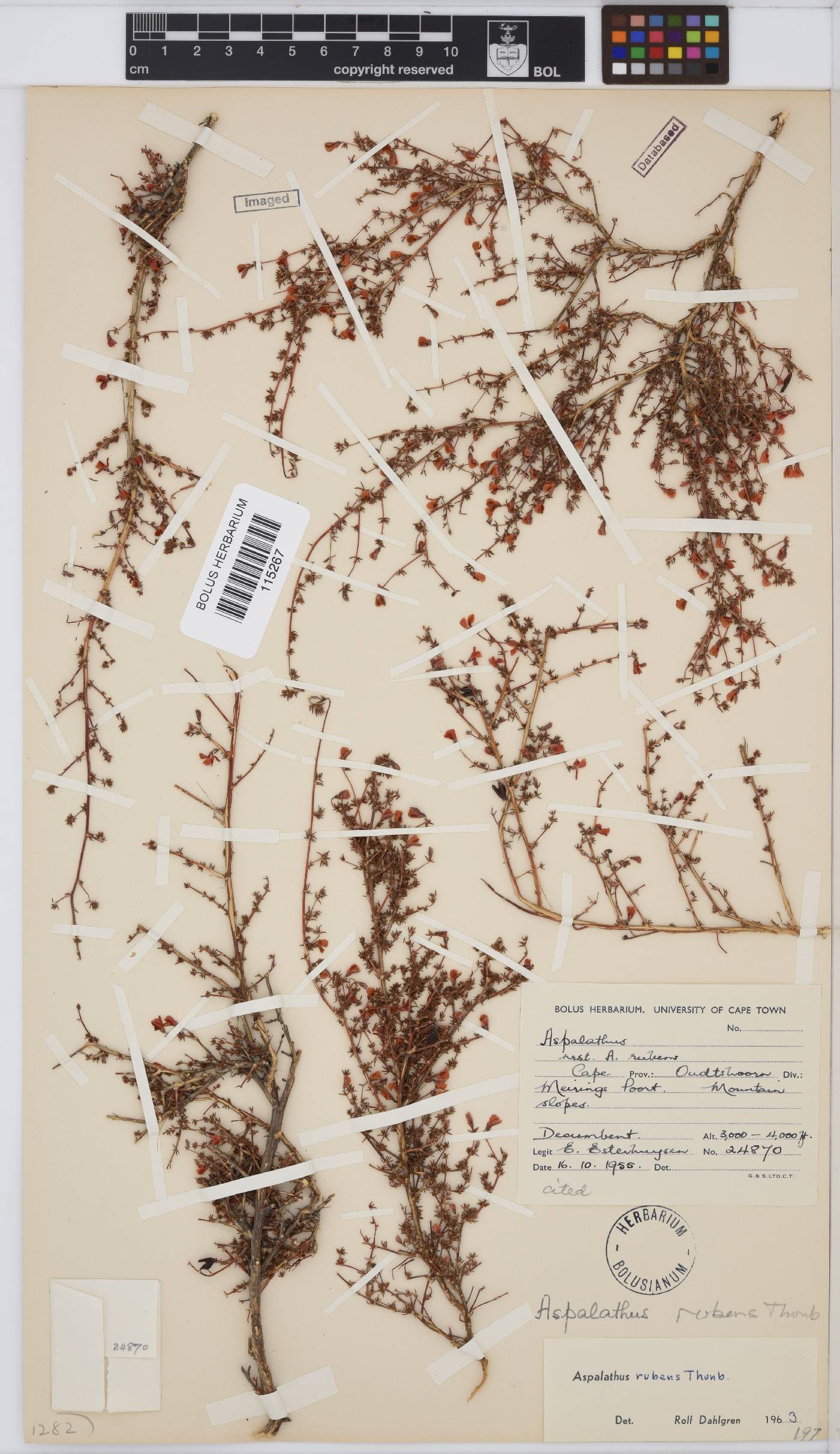 Aspalathus rubens image