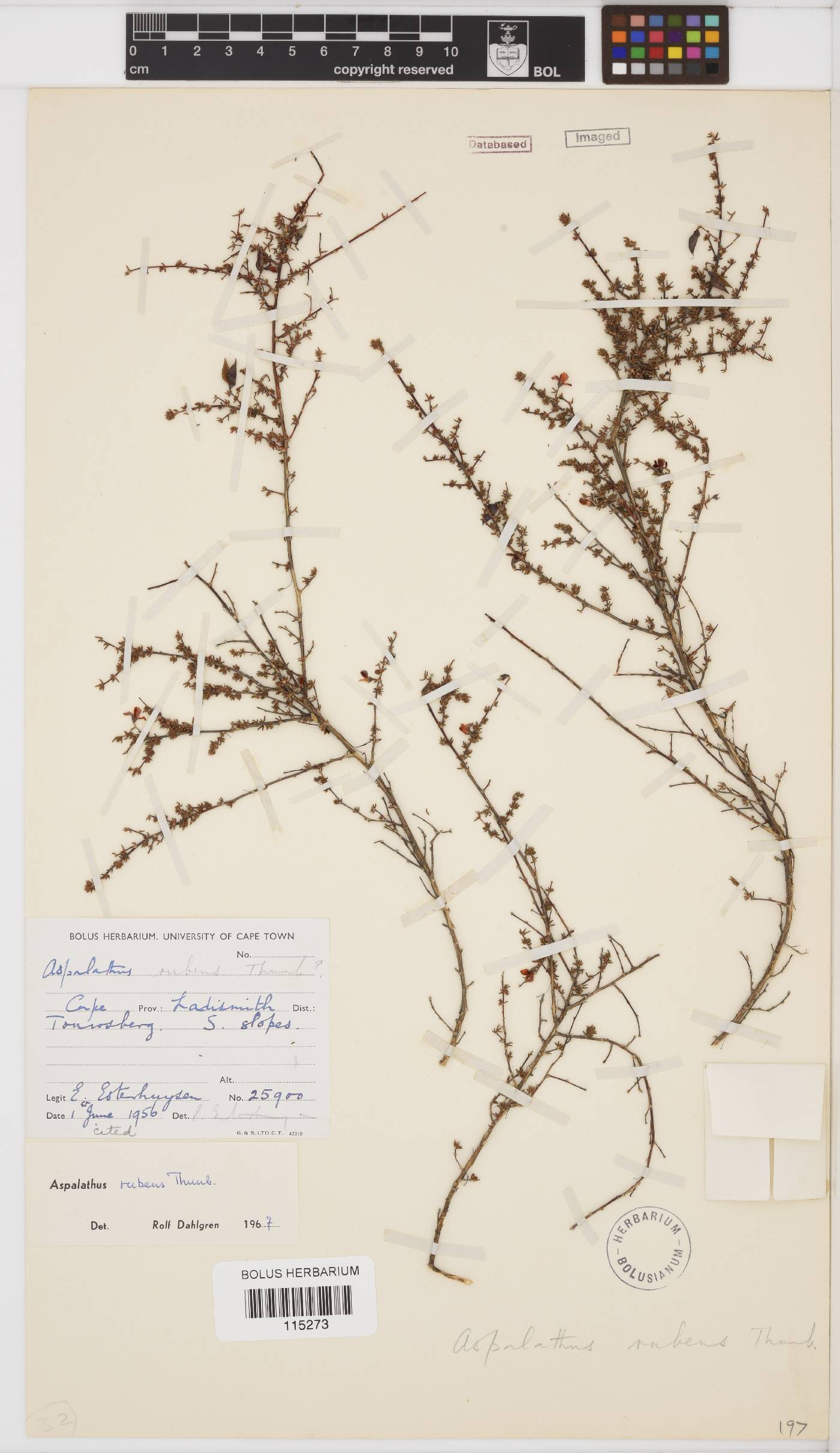 Aspalathus rubens image