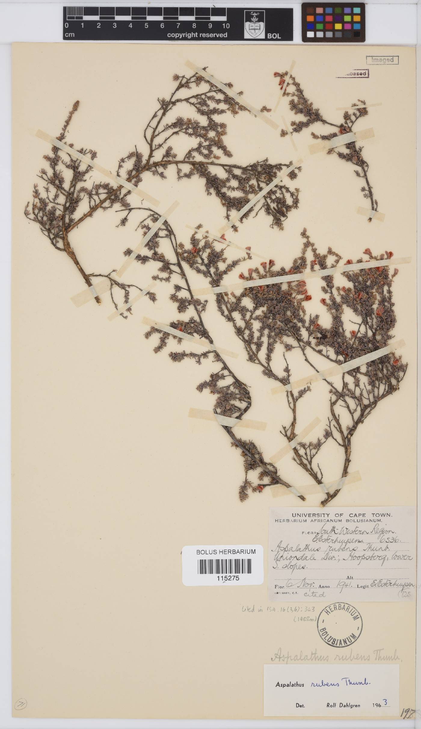 Aspalathus rubens image