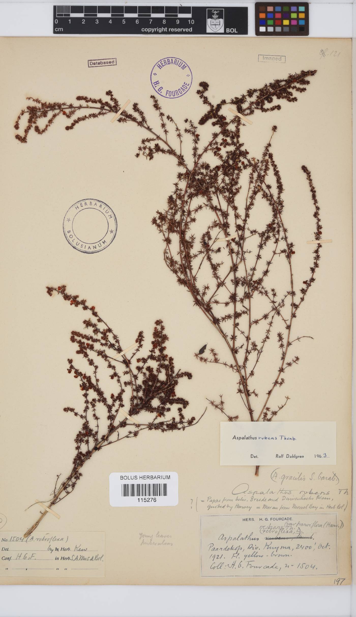 Aspalathus rubens image