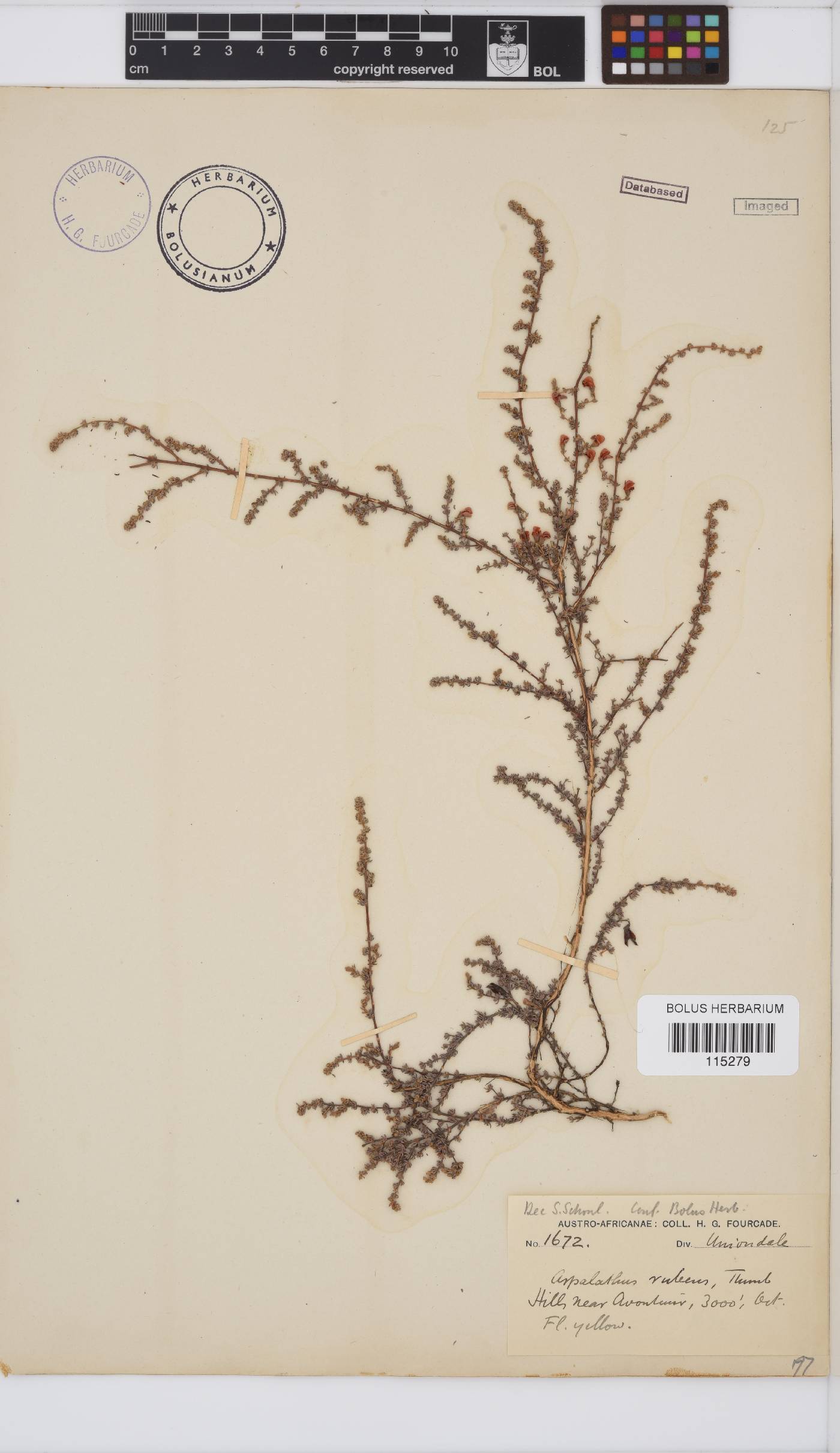 Aspalathus rubens image