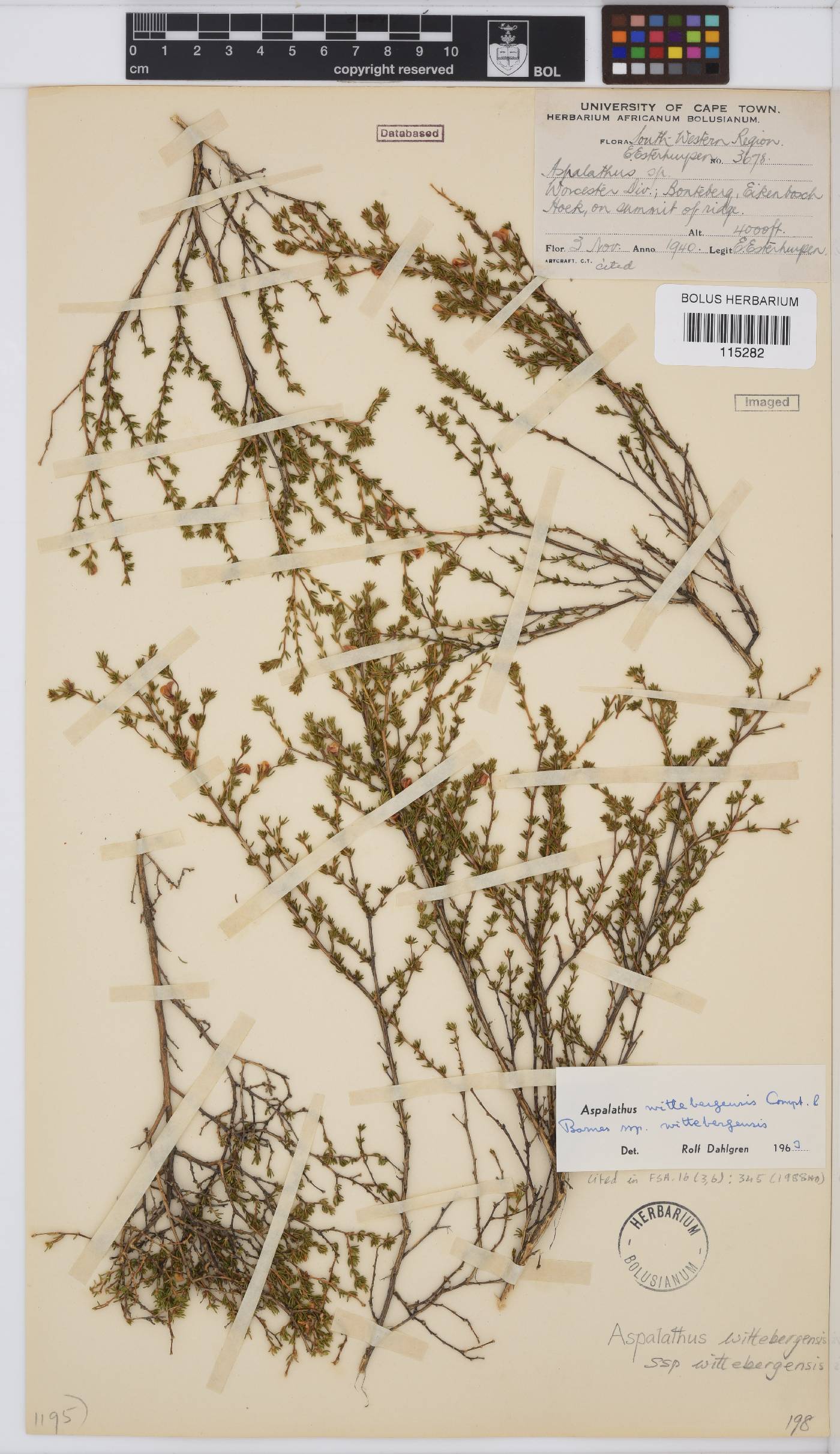 Aspalathus wittebergensis image