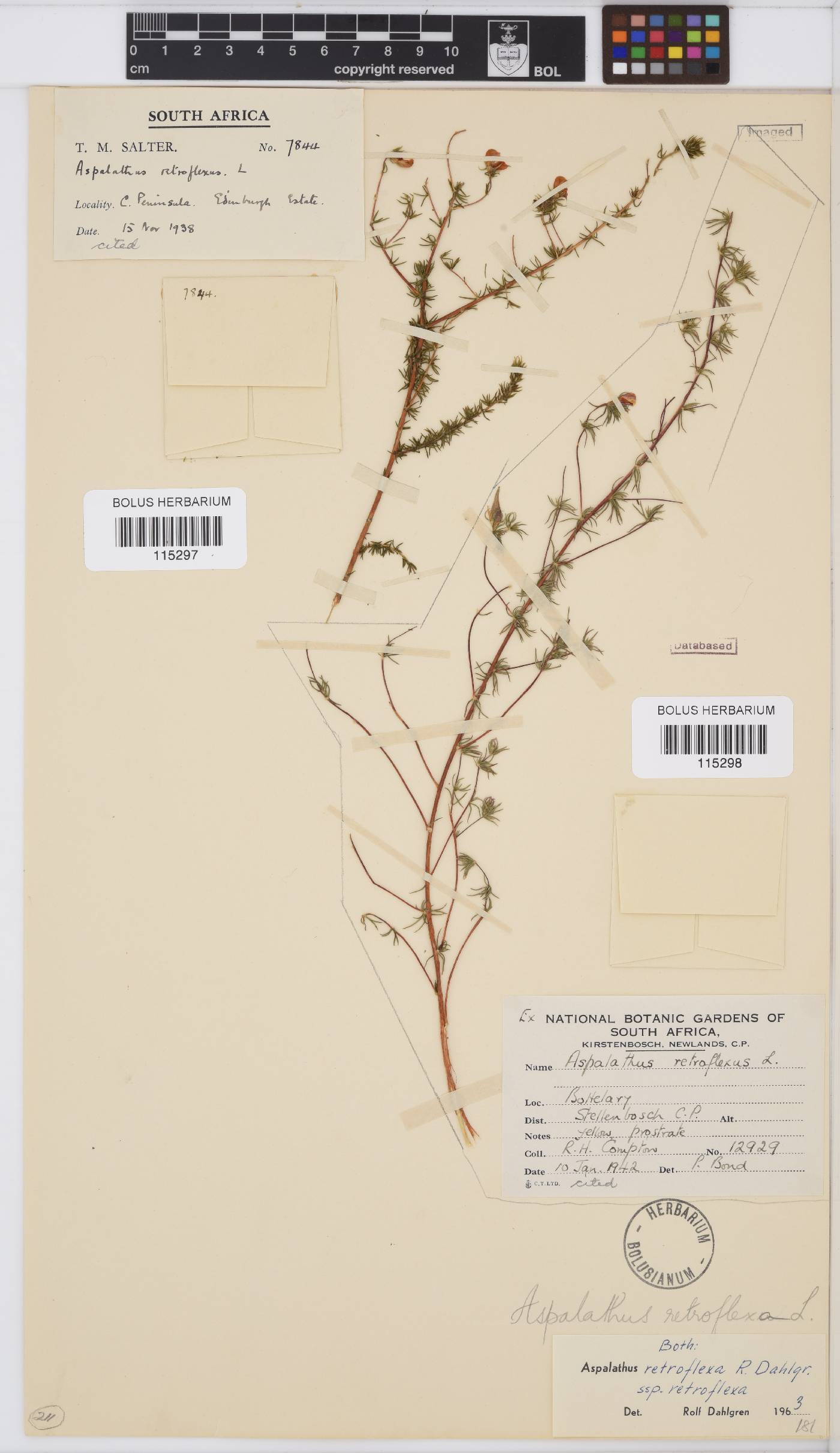 Aspalathus retroflexa image