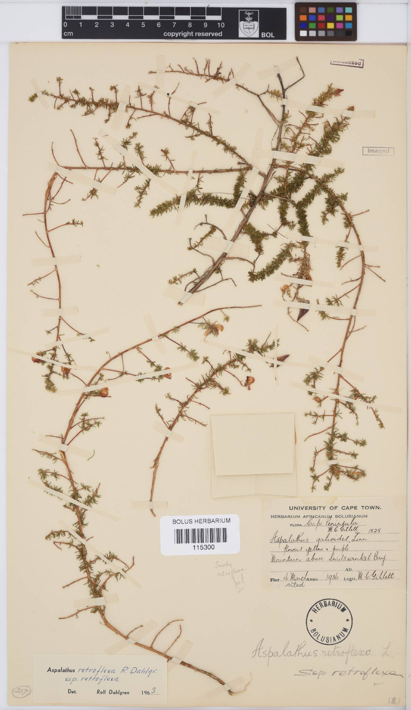 Aspalathus retroflexa image