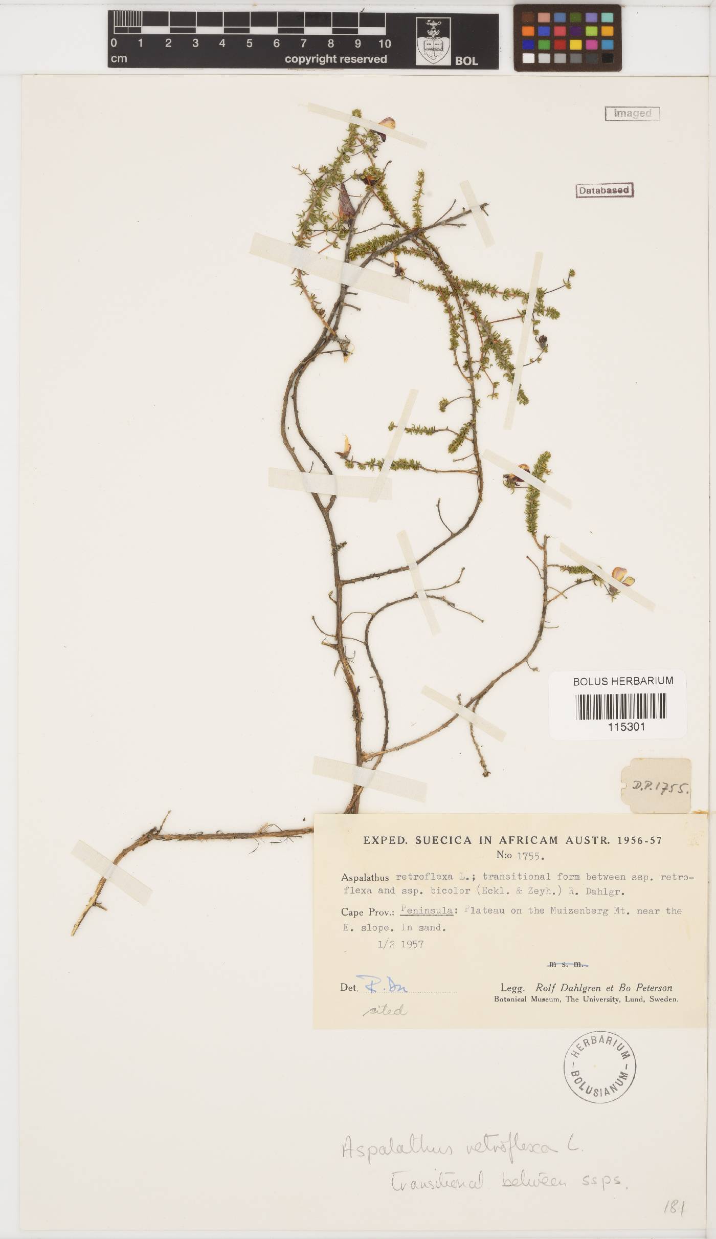 Aspalathus retroflexa subsp. retroflexa image