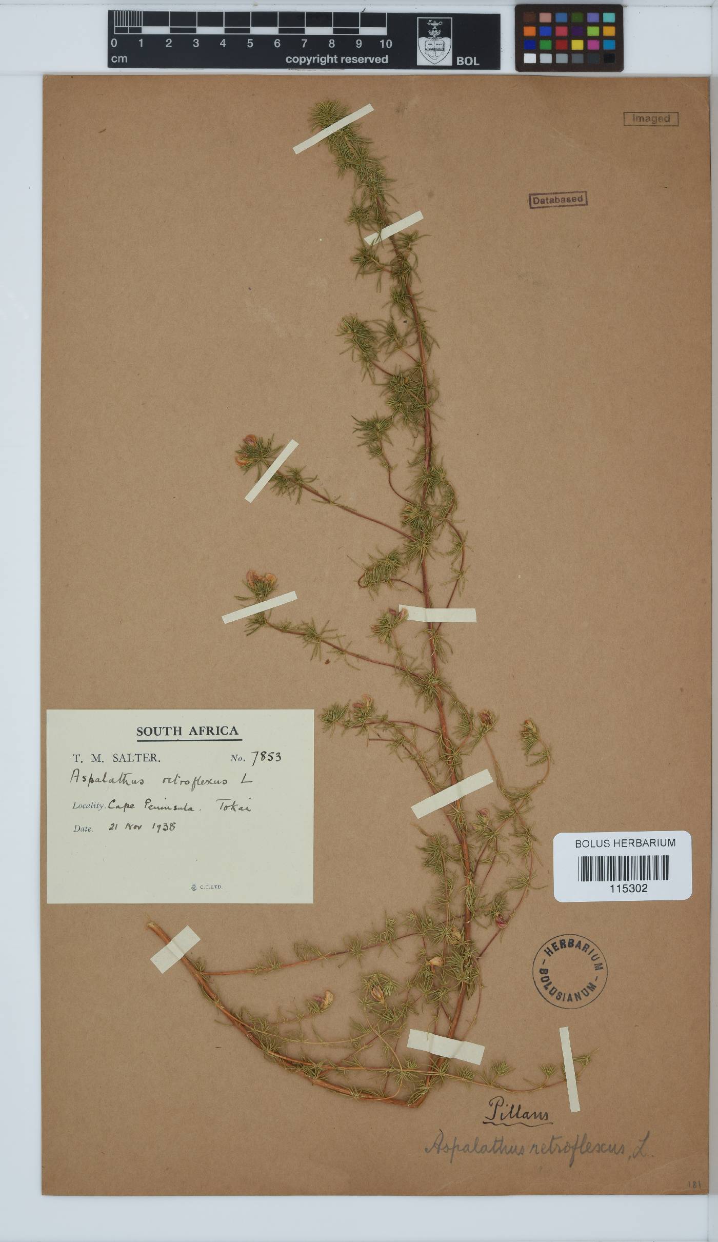 Aspalathus retroflexa image