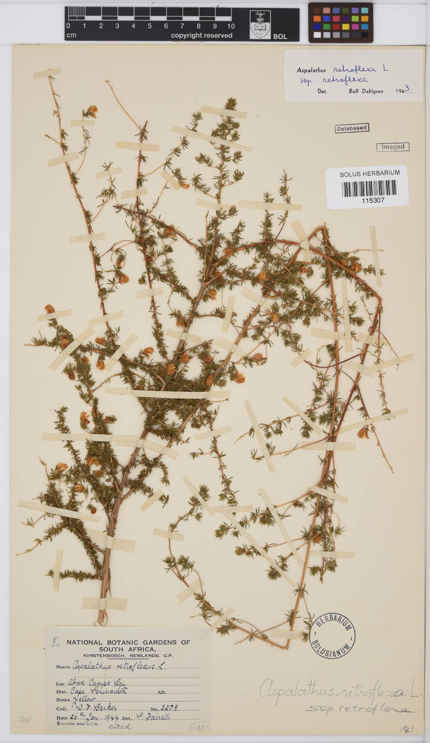 Aspalathus retroflexa image