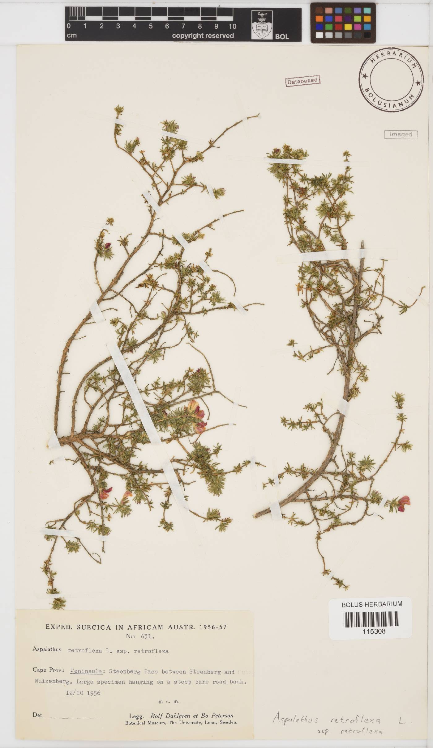 Aspalathus retroflexa subsp. retroflexa image