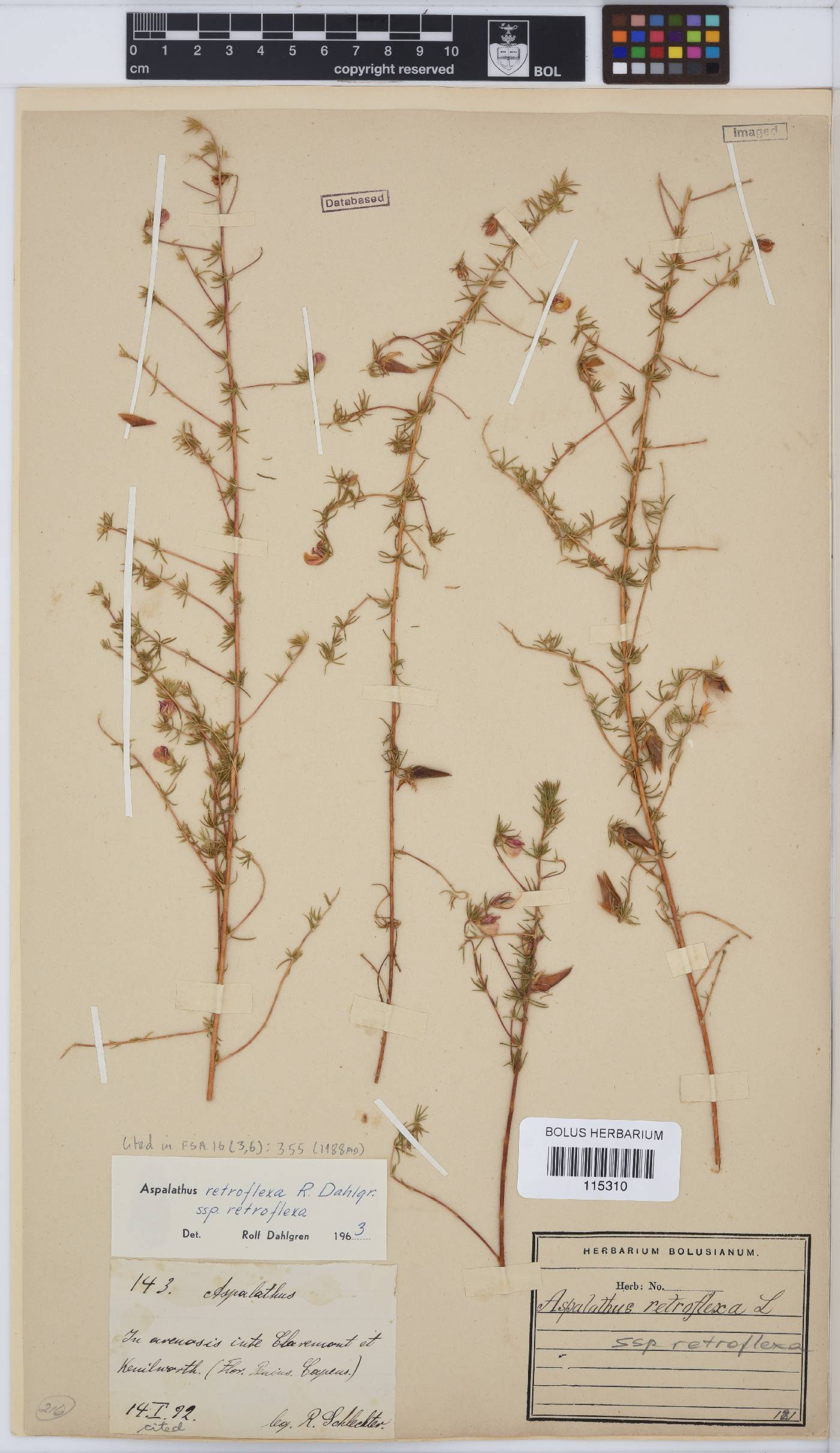 Aspalathus retroflexa subsp. retroflexa image