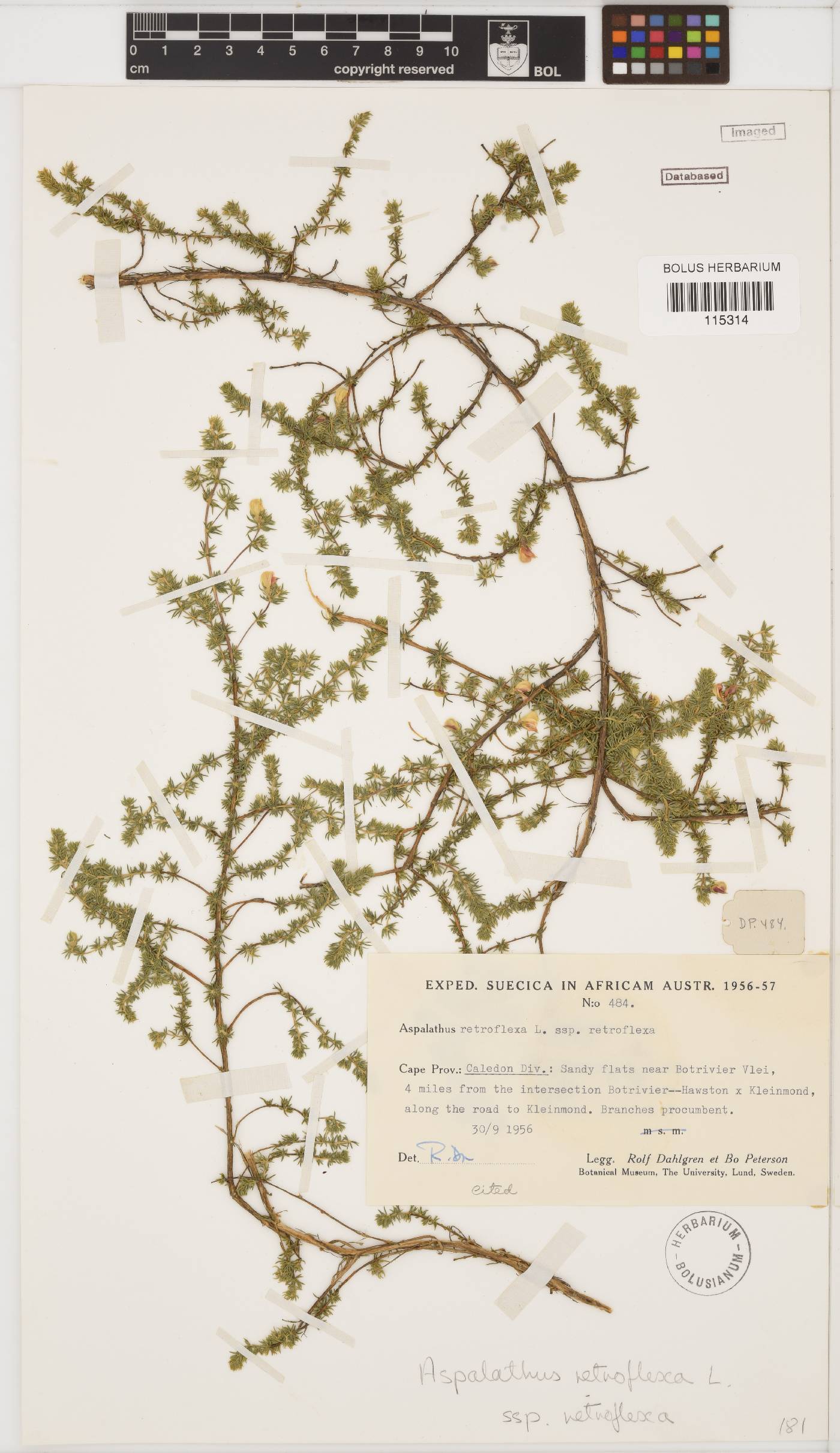 Aspalathus retroflexa subsp. retroflexa image