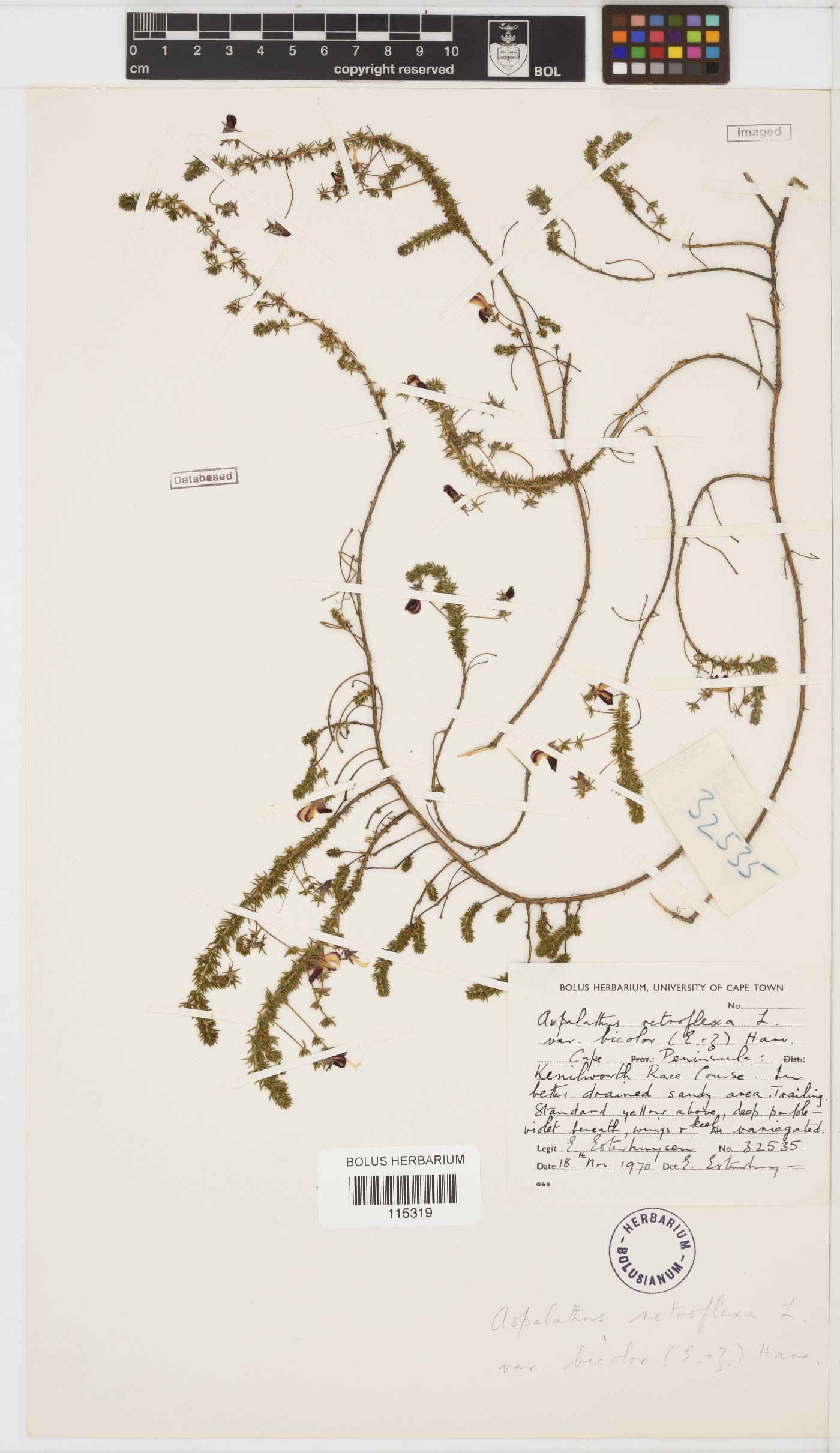 Aspalathus retroflexa subsp. bicolor image