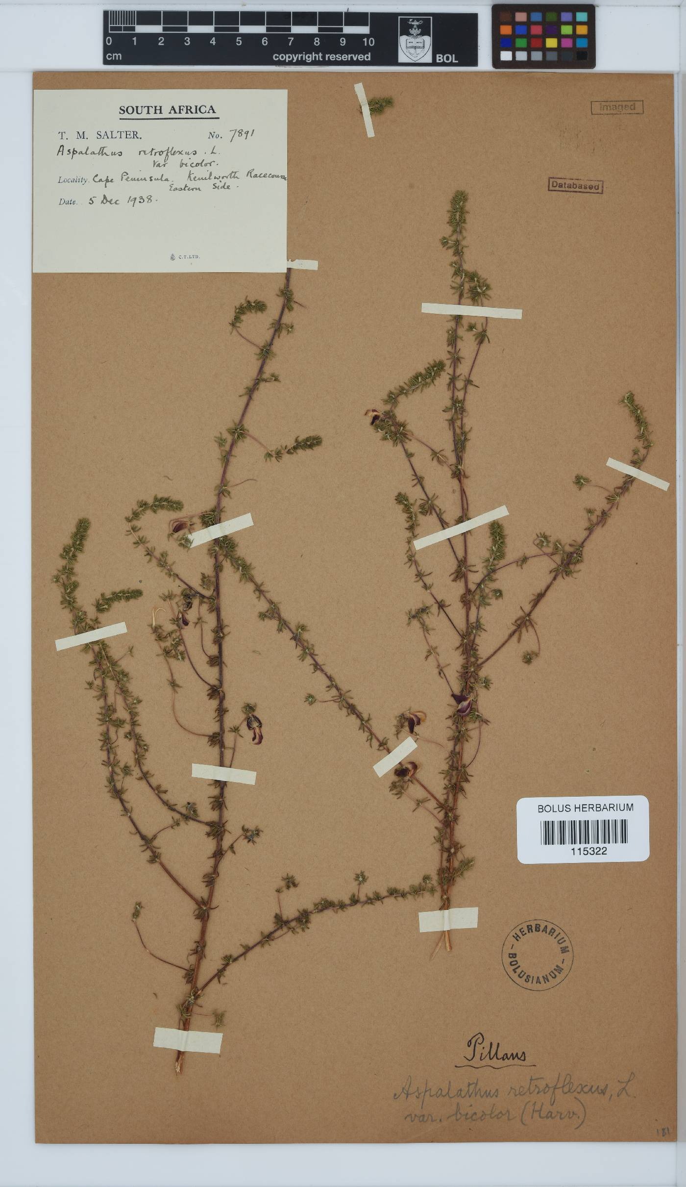 Aspalathus retroflexa subsp. bicolor image