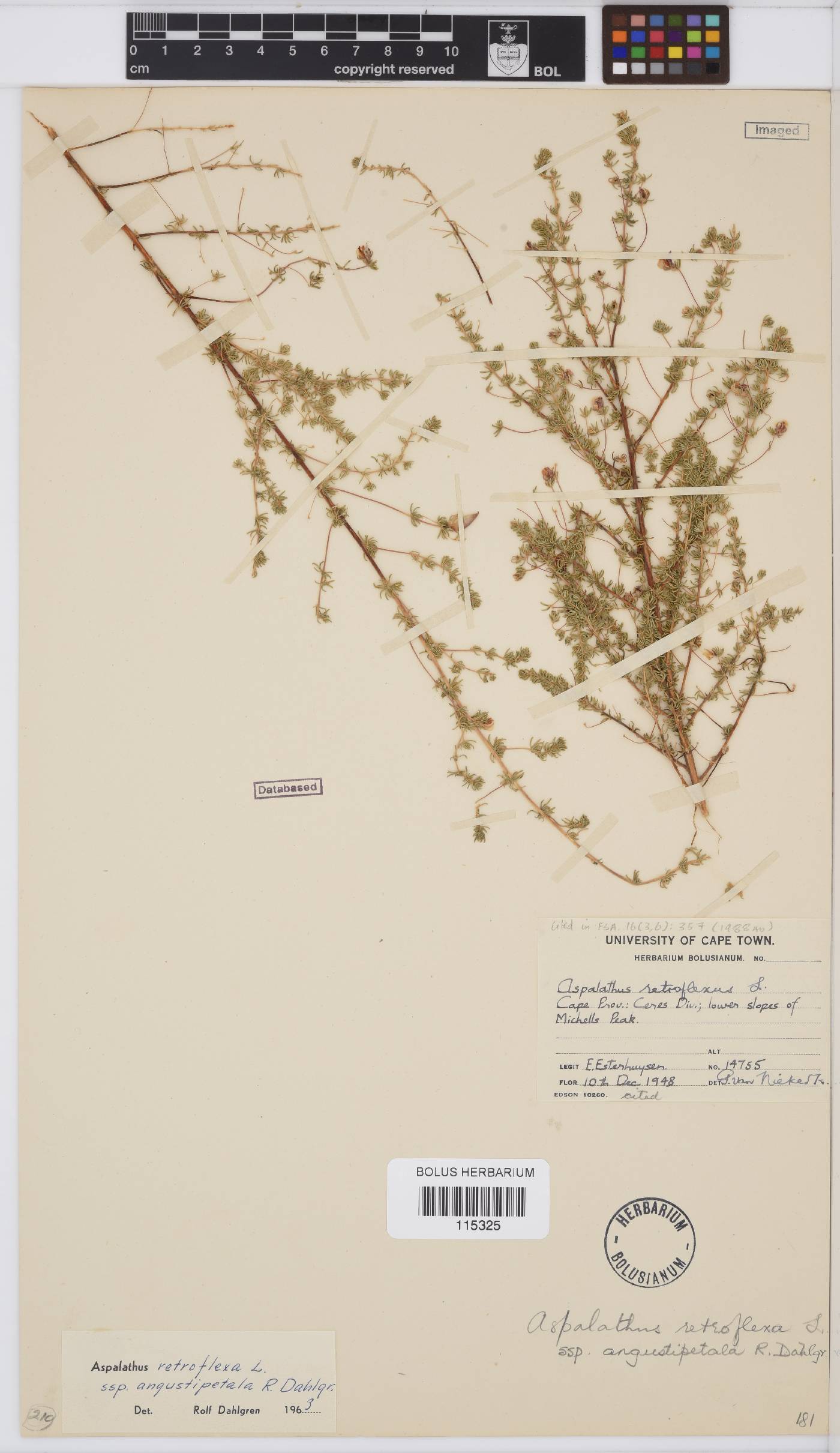 Aspalathus retroflexa subsp. angustipetala image