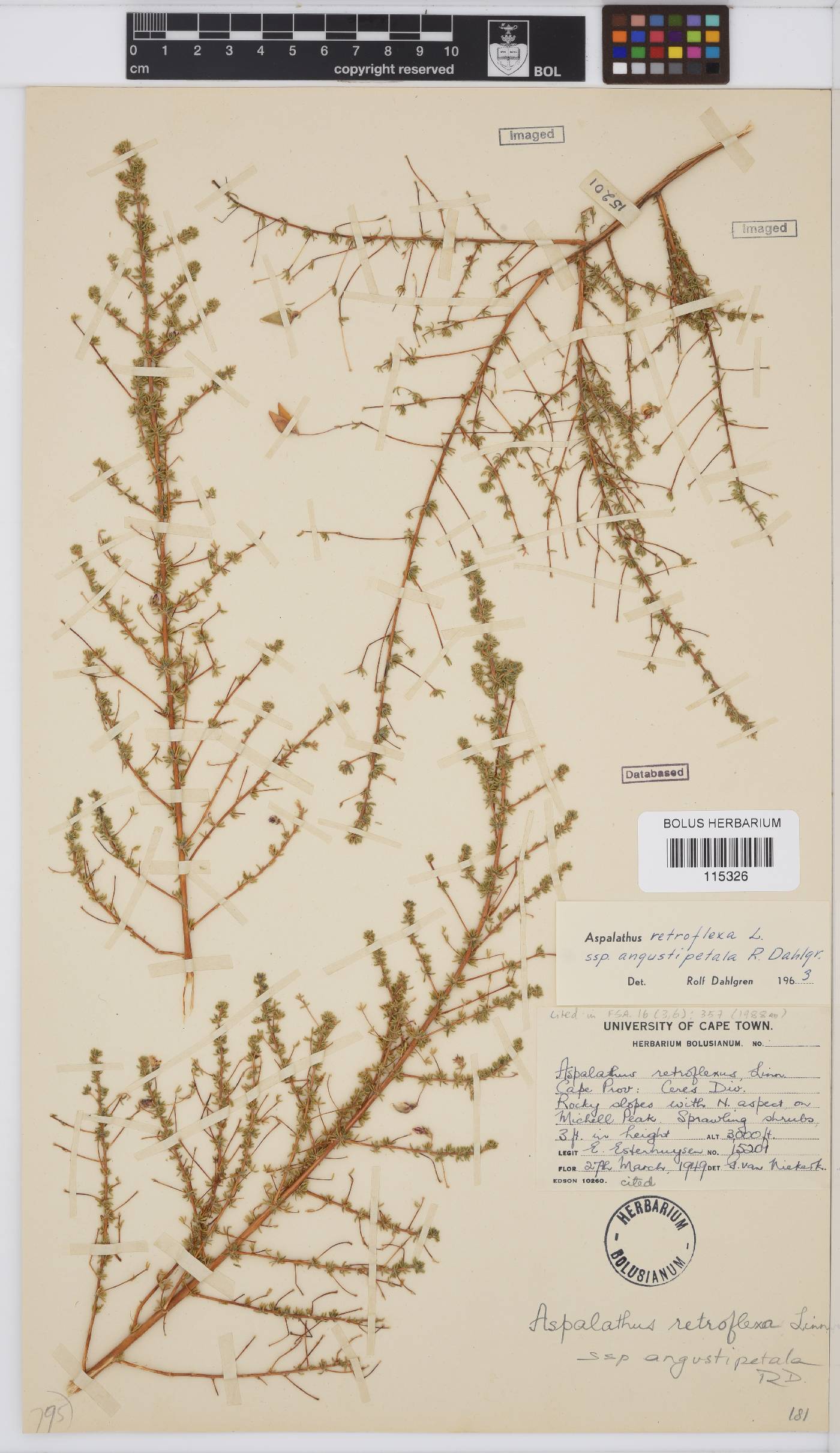 Aspalathus retroflexa subsp. angustipetala image