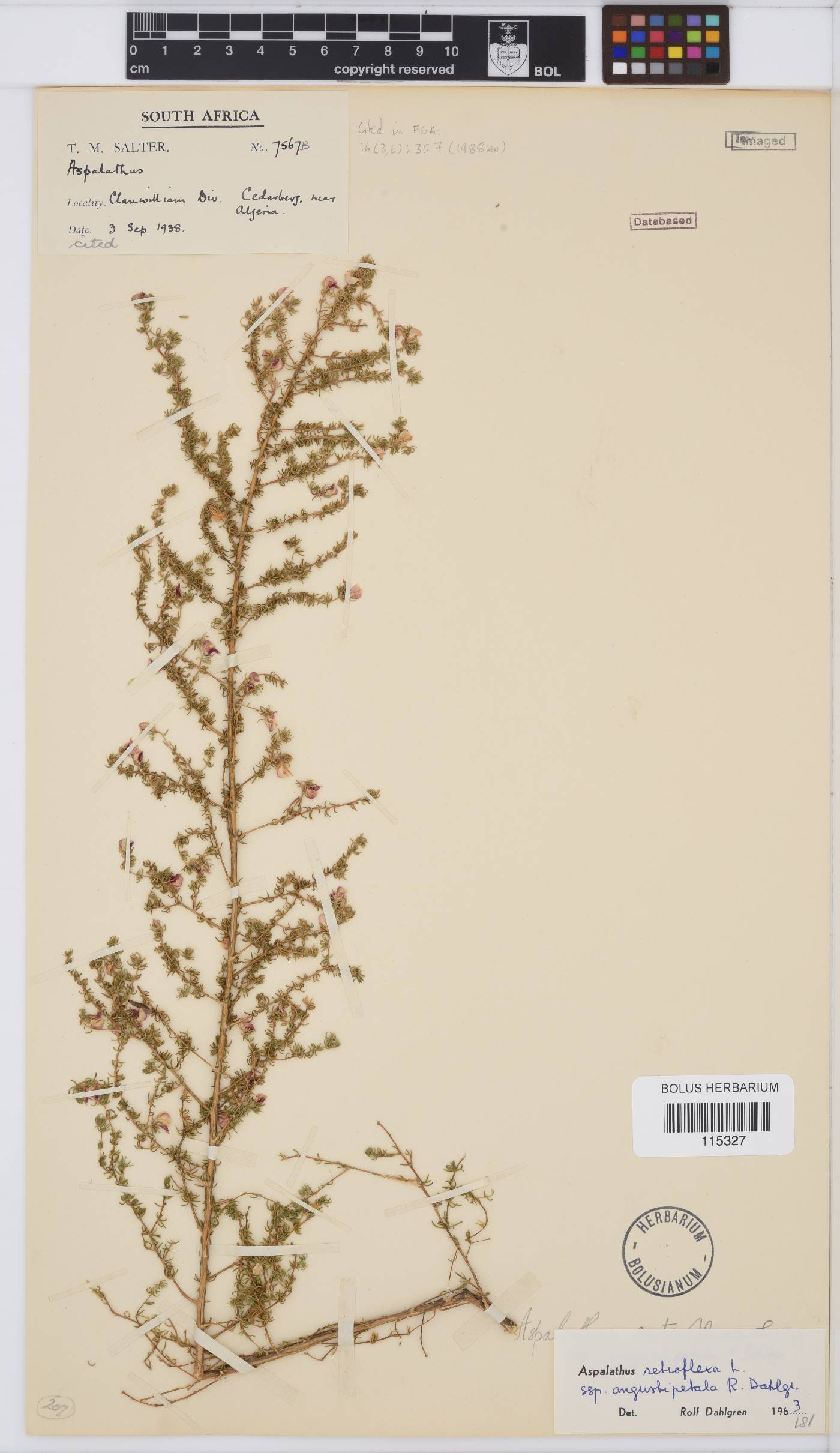 Aspalathus retroflexa subsp. angustipetala image