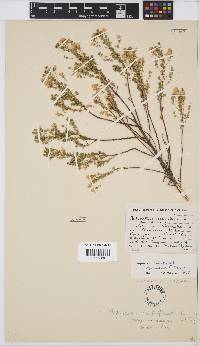 Image of Aspalathus amoena