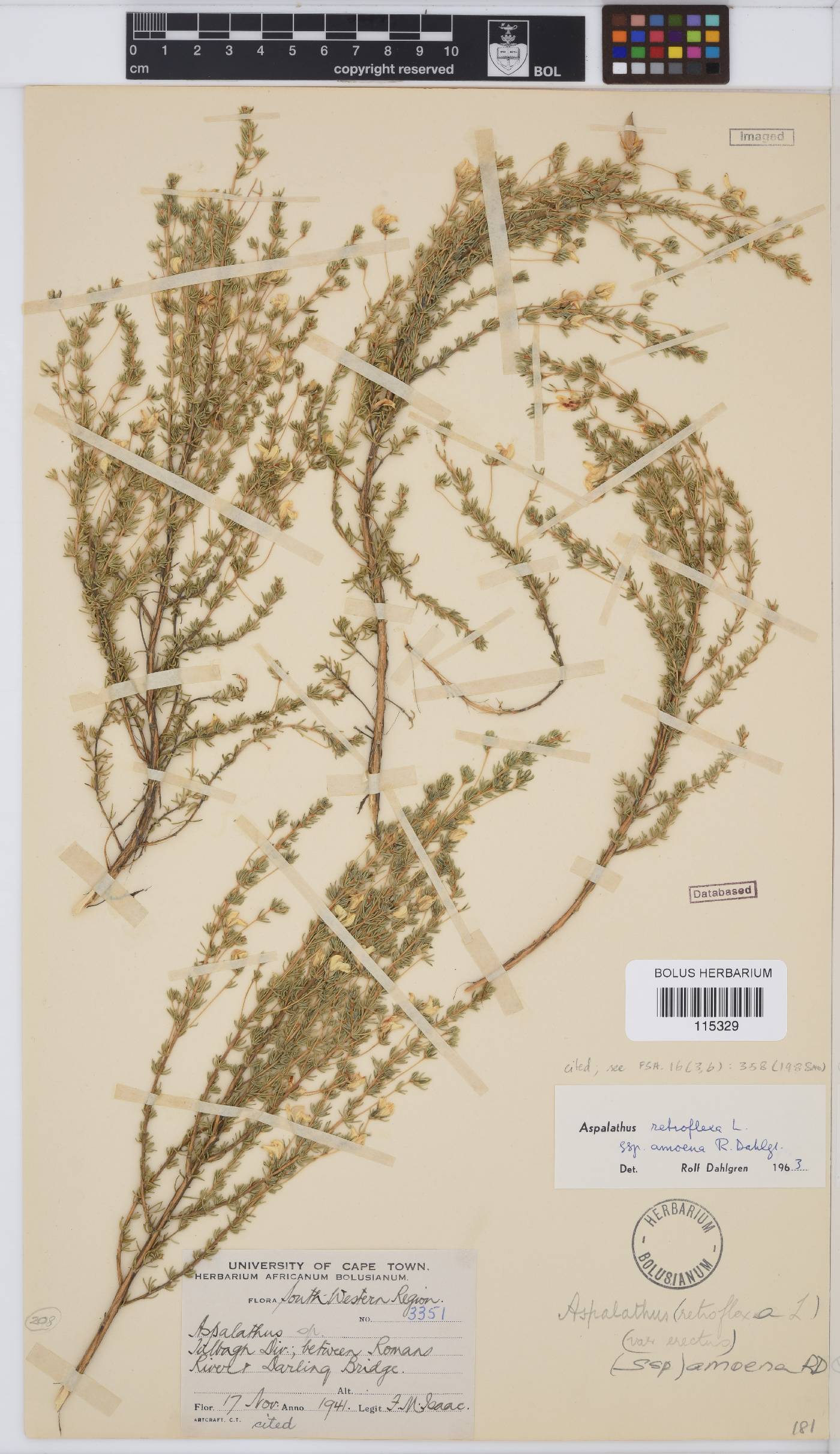 Aspalathus amoena image