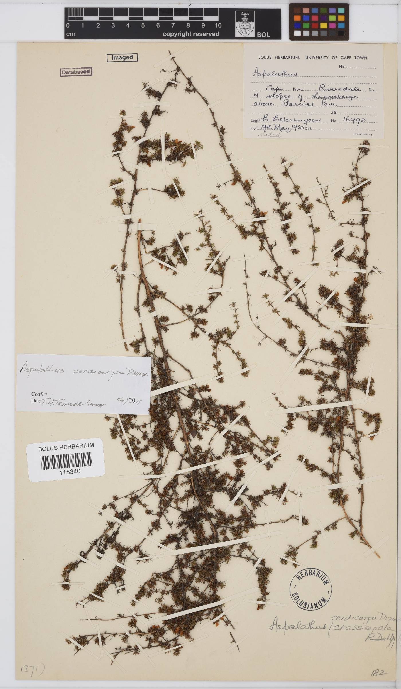 Aspalathus crassisepala image