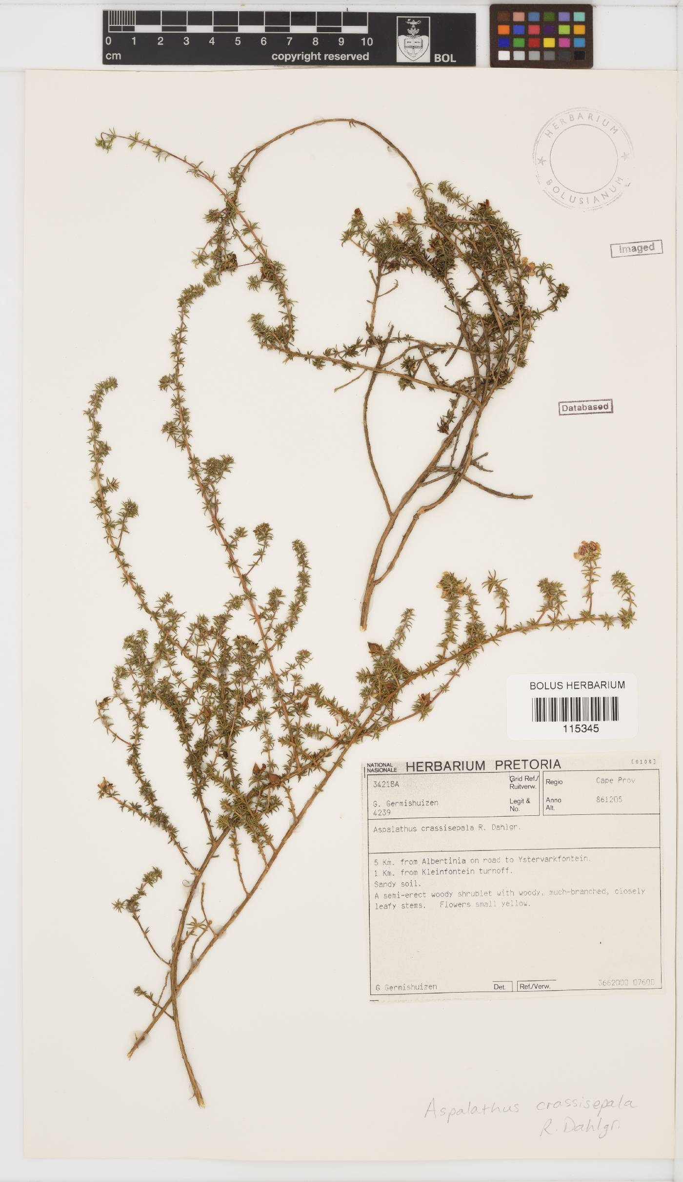 Aspalathus crassisepala image