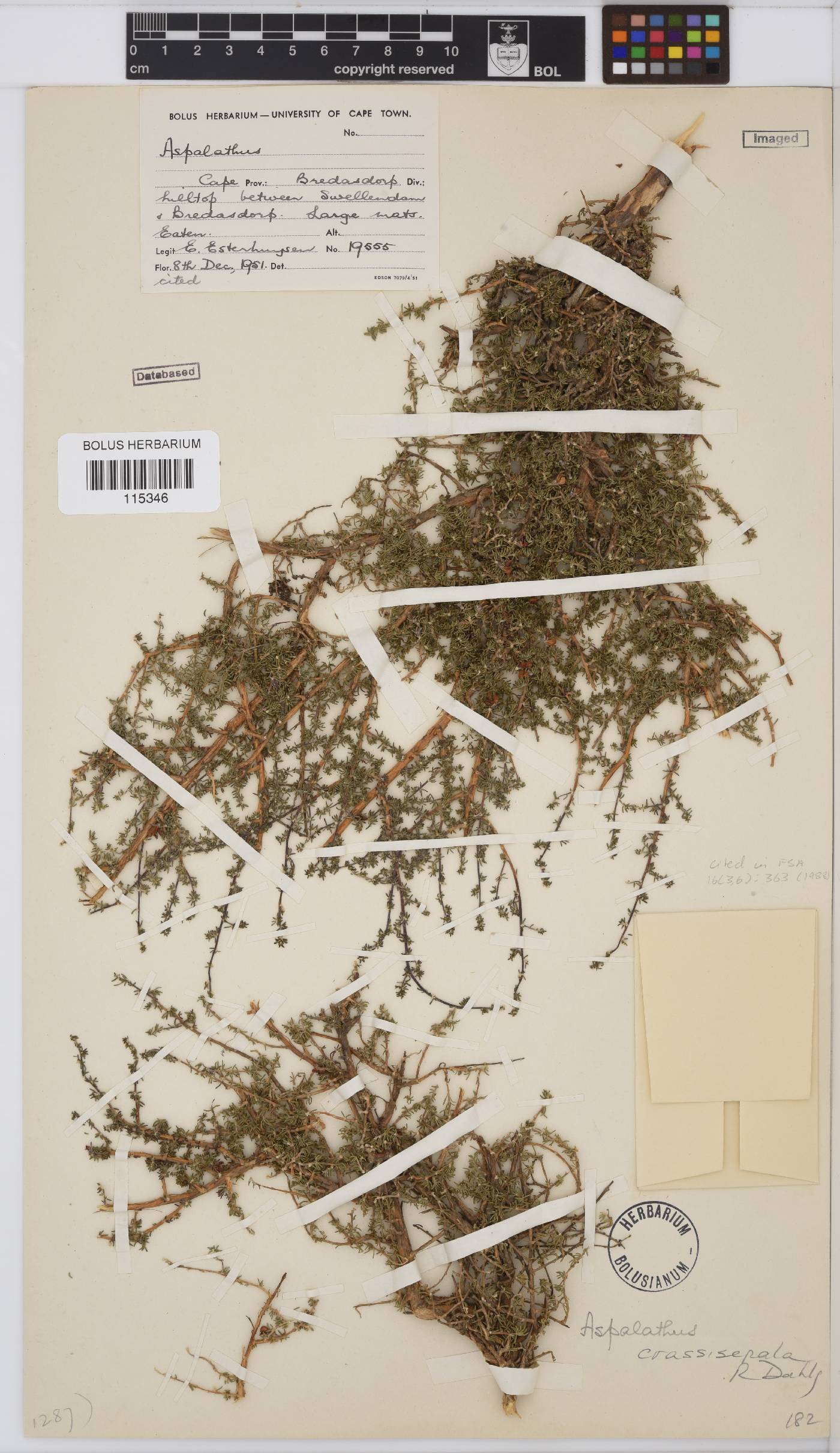 Aspalathus crassisepala image