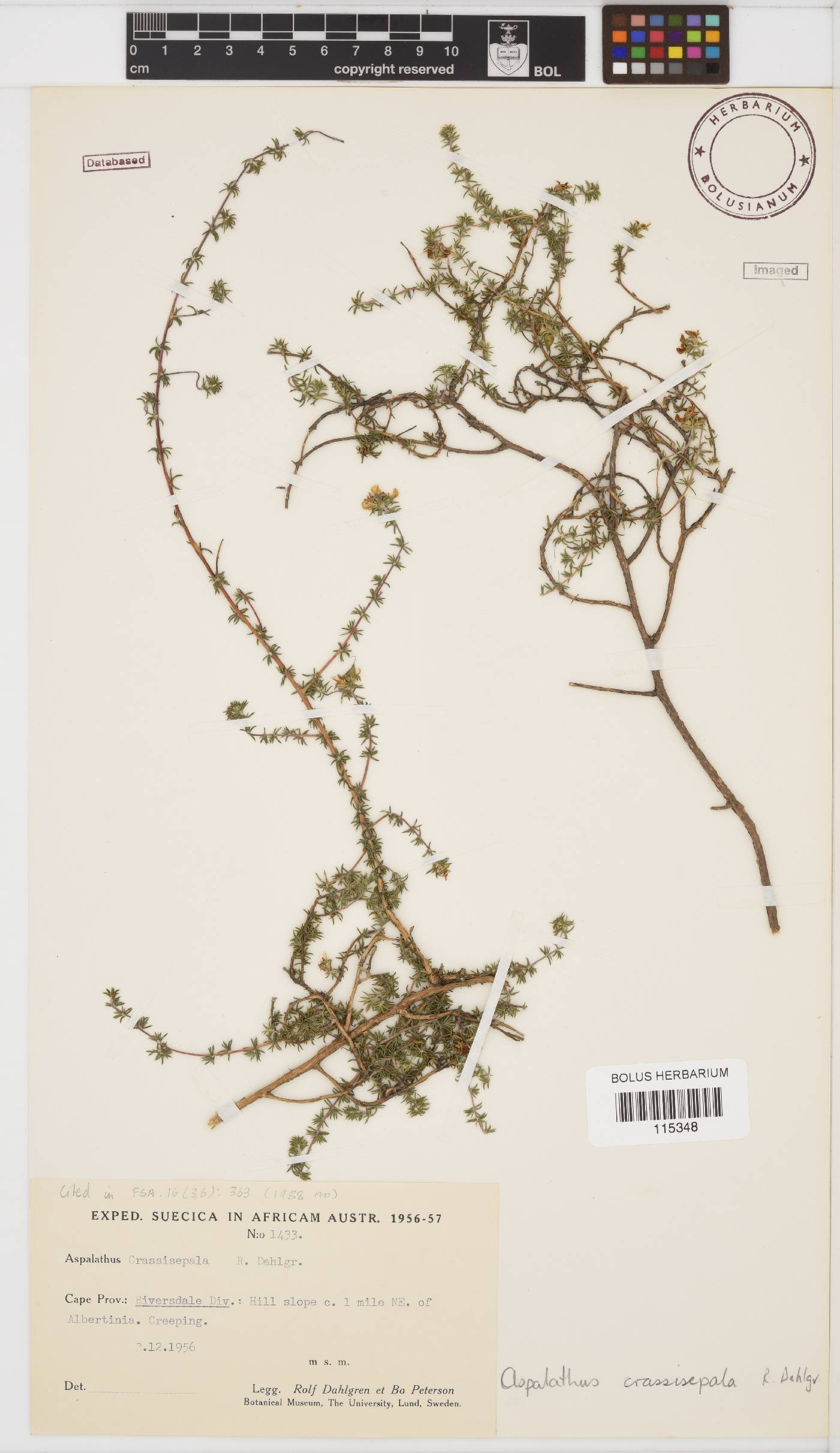 Aspalathus crassisepala image
