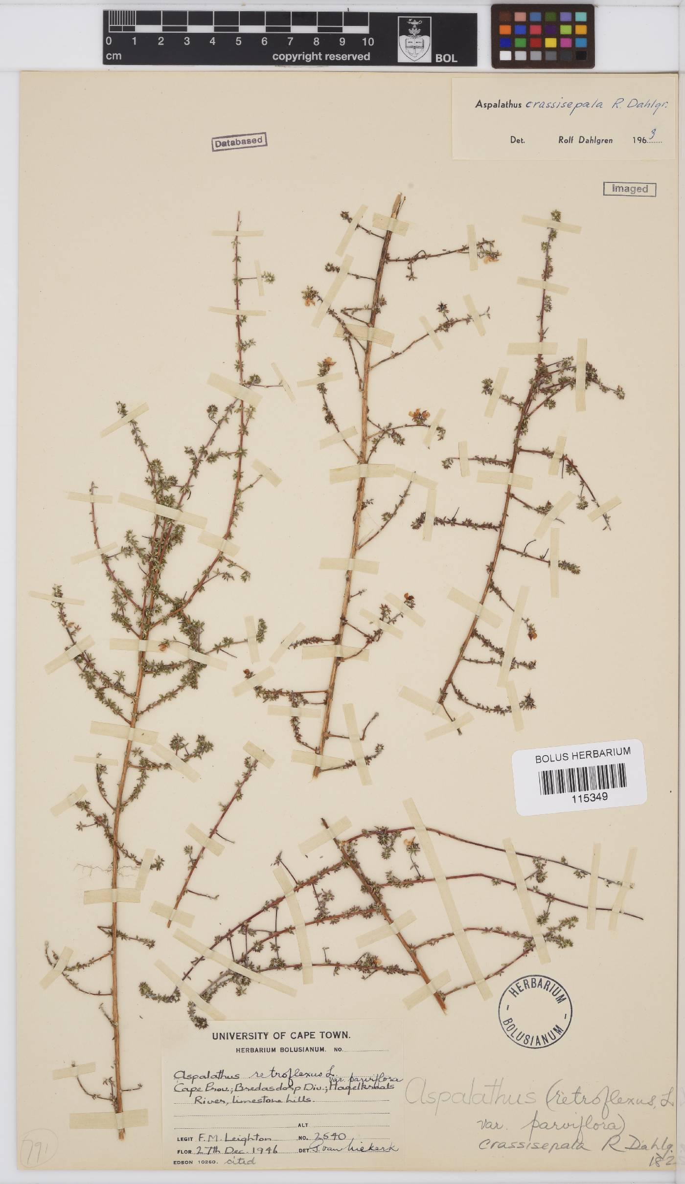Aspalathus crassisepala image