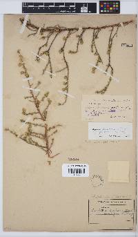 Aspalathus batodes subsp. spinulifolia image