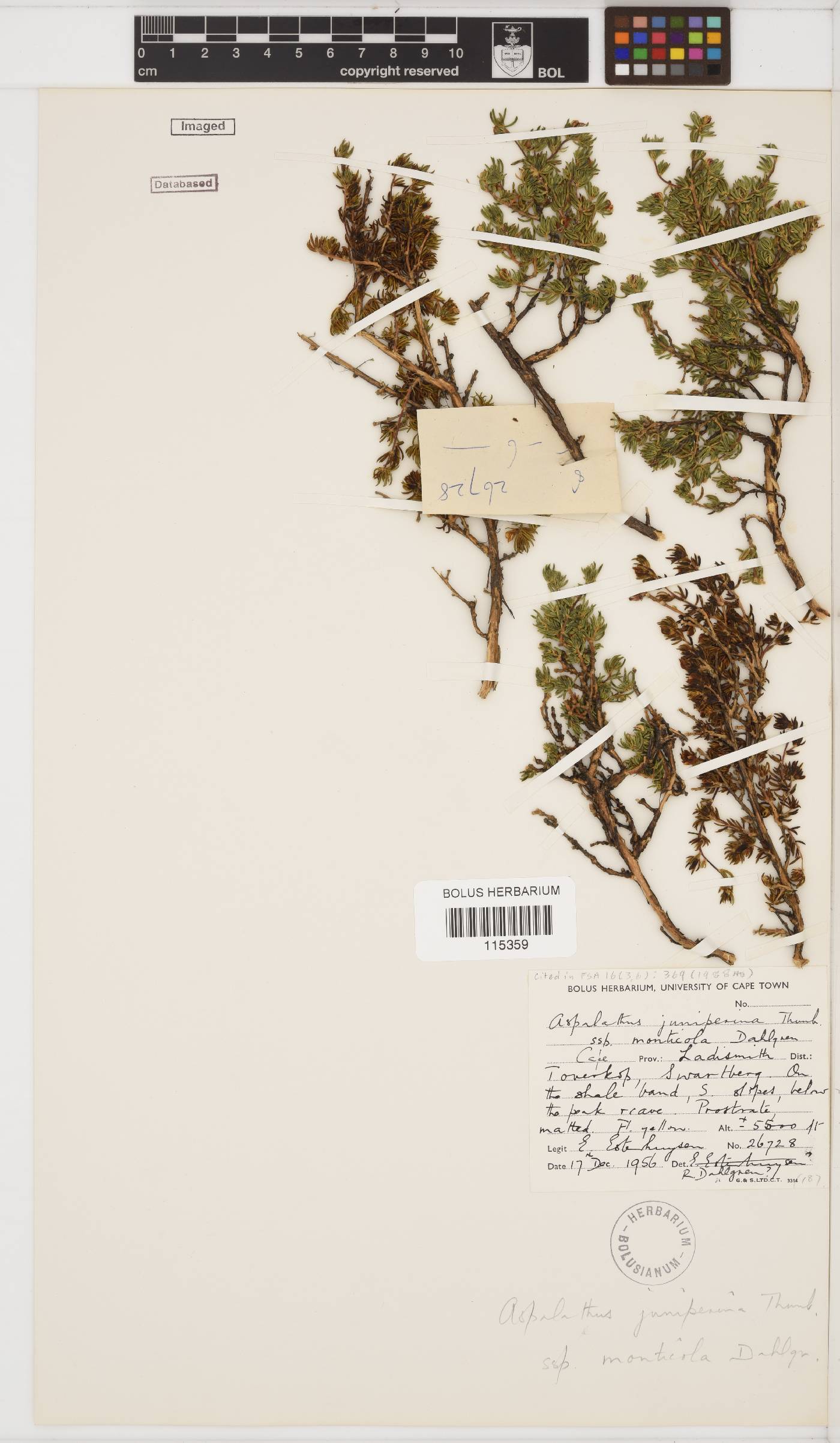 Aspalathus juniperina subsp. monticola image