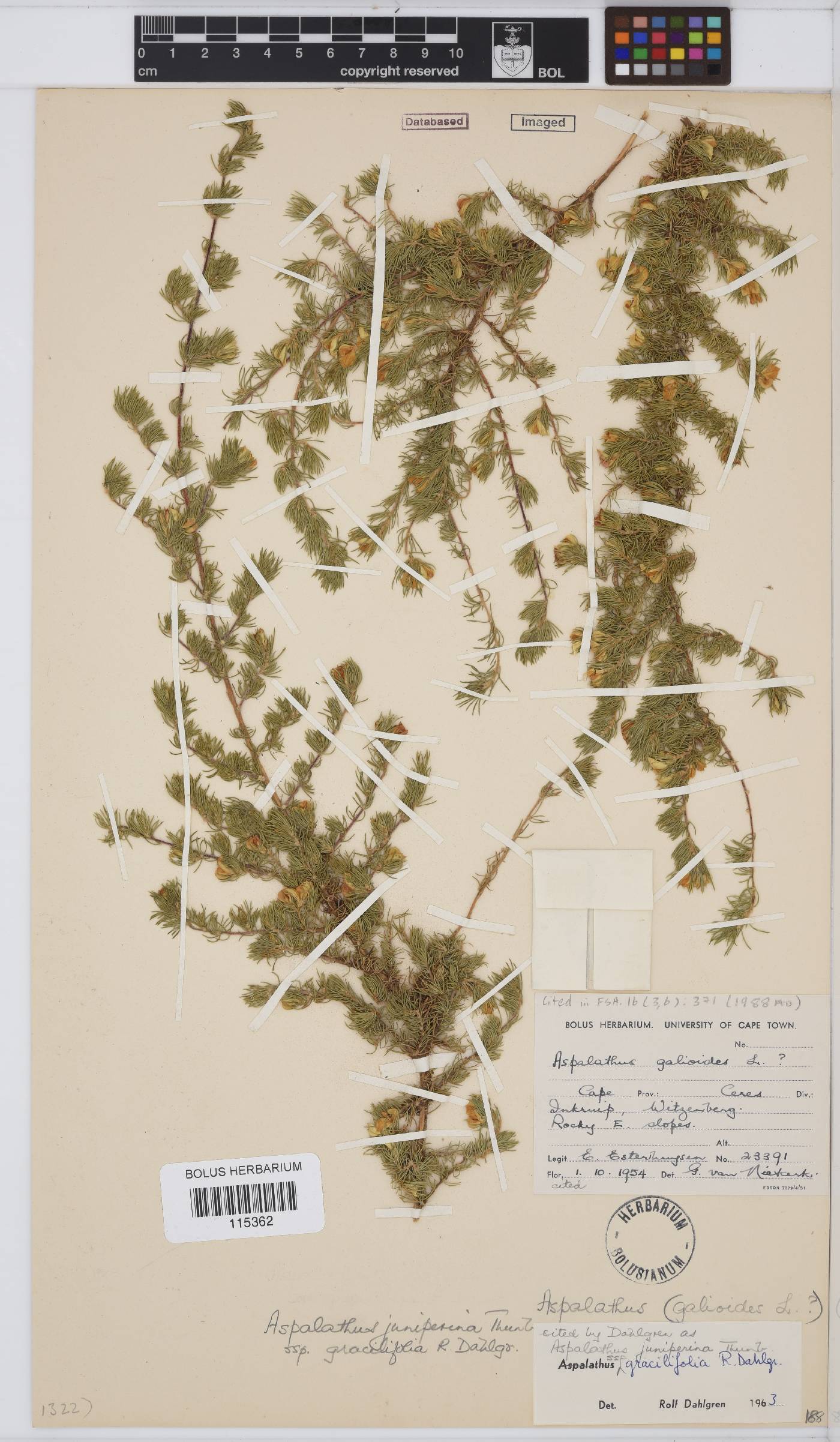 Aspalathus juniperina subsp. gracilifolia image