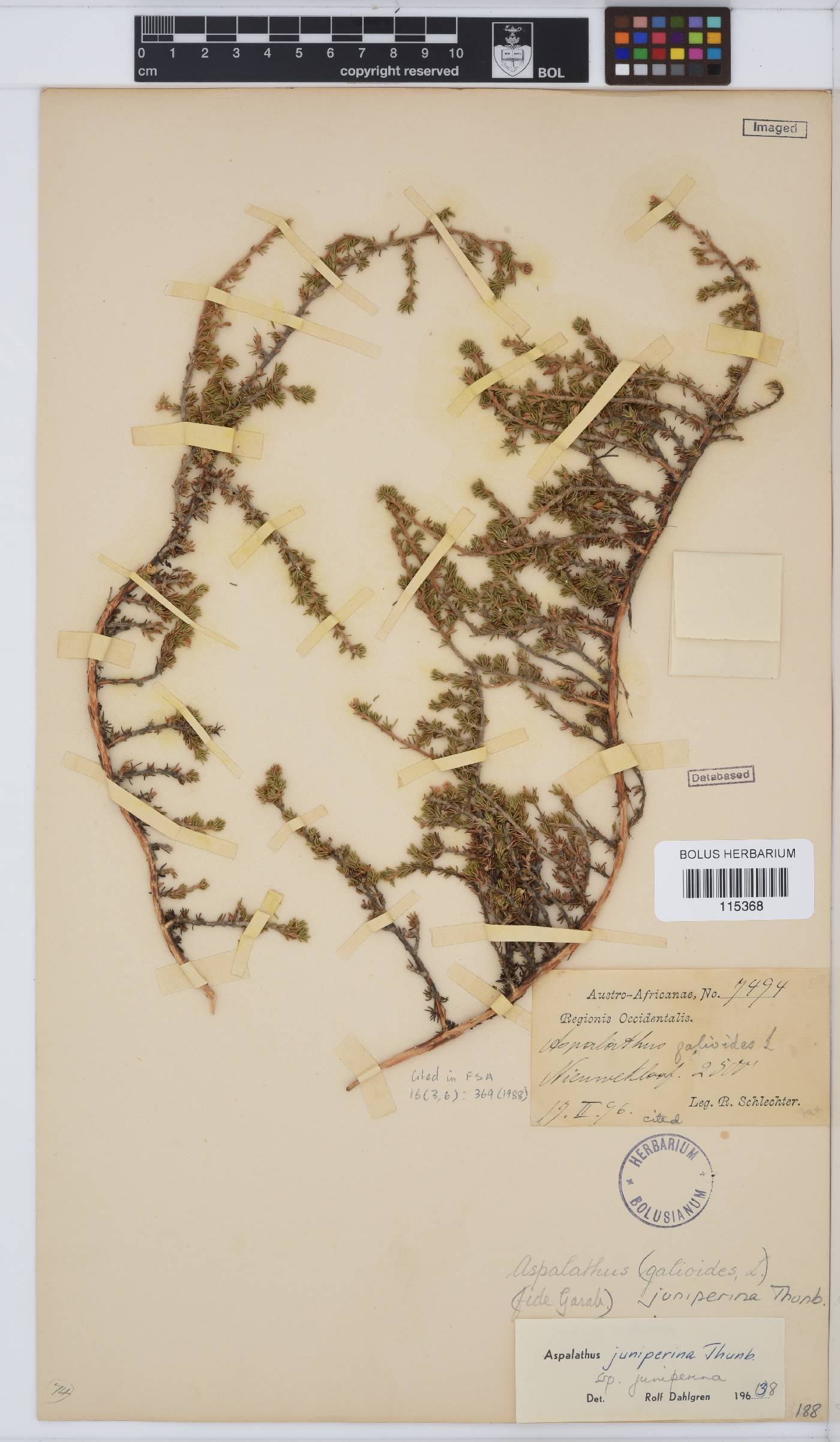 Aspalathus juniperina image