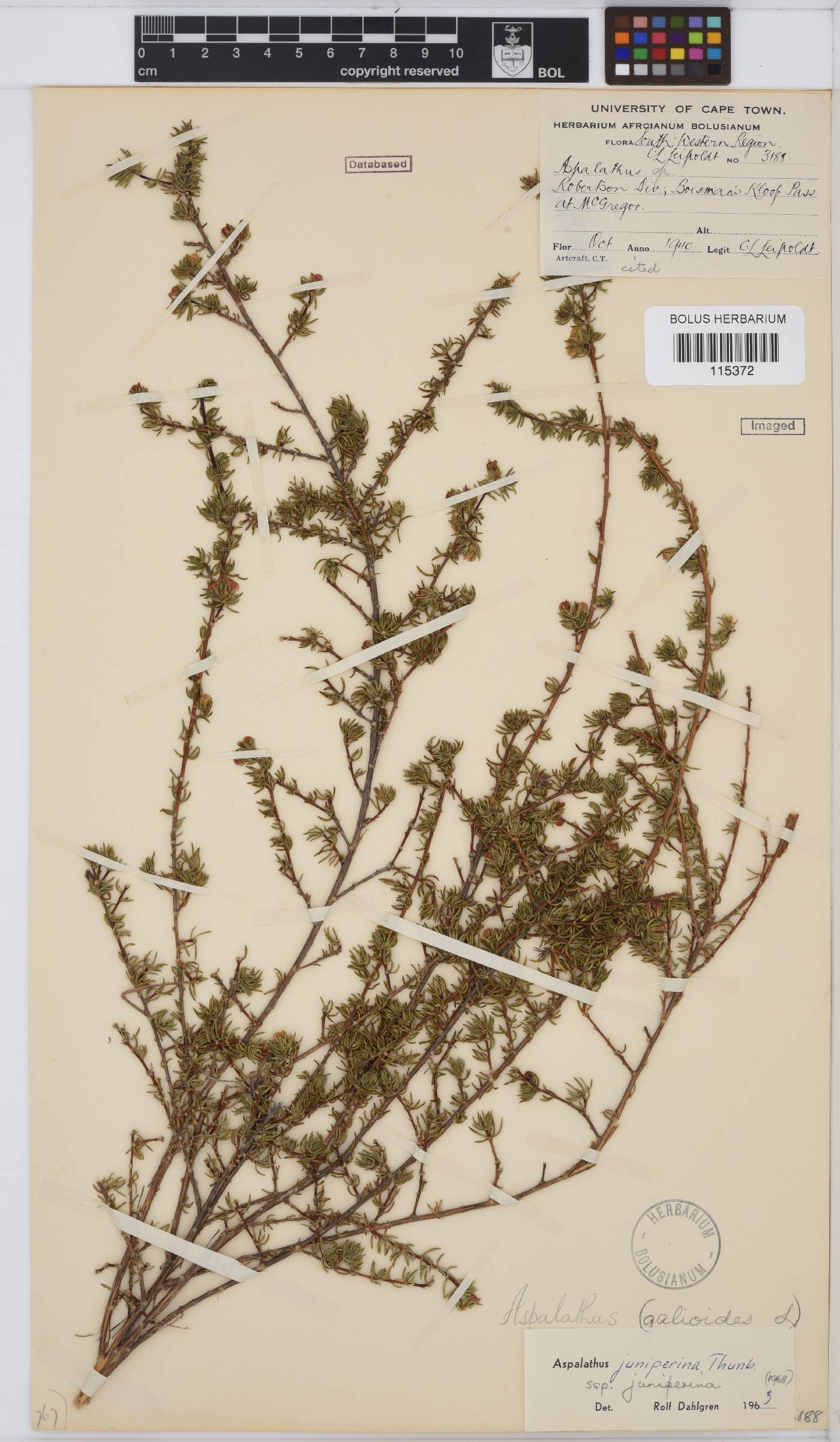 Aspalathus juniperina image